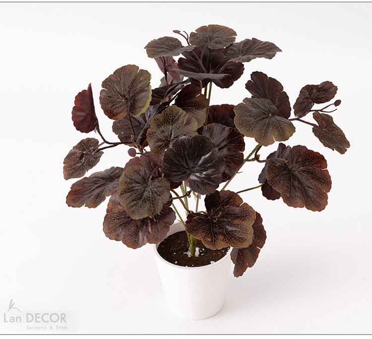 Lá sen đất, sen cạn lá Chuông San Hô - HC830