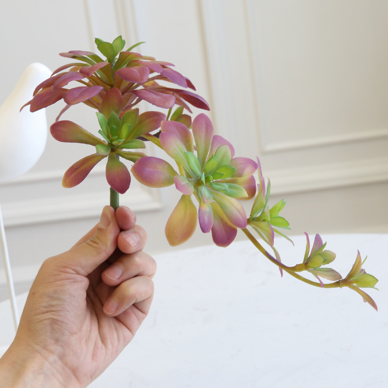 Cành sen  đá decor Trang trí nhà cửa, chậu cây     -   Sen đá 95