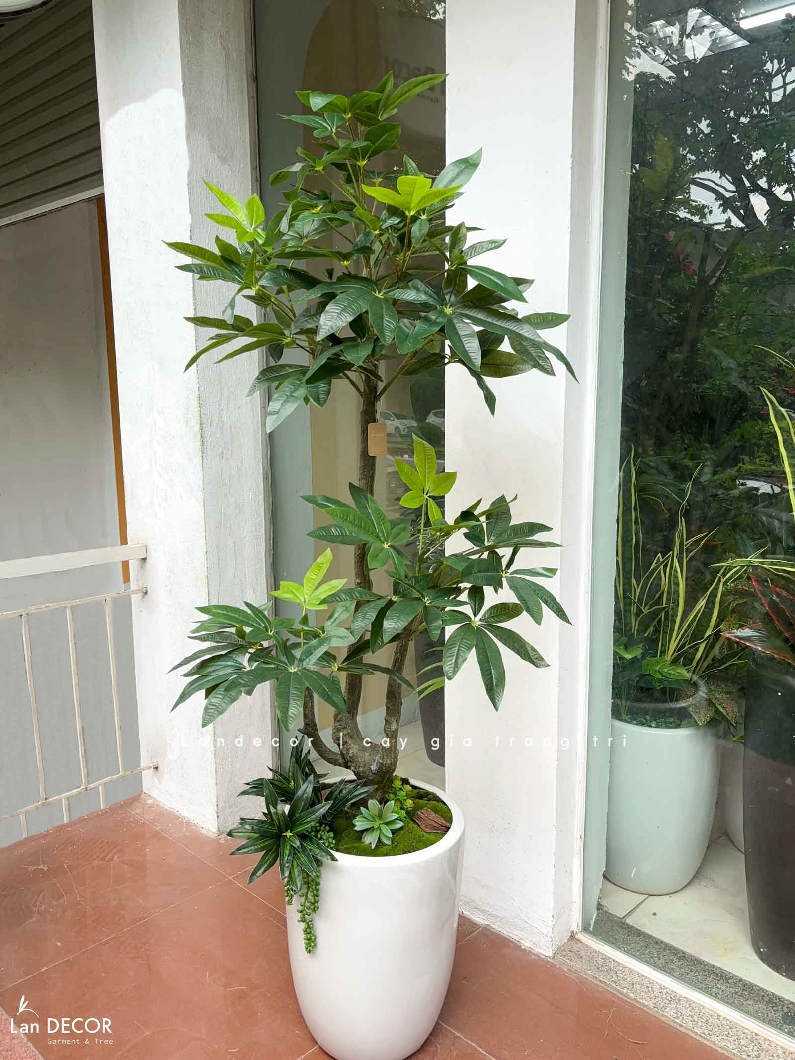 Cây Giả Decor- Chậu Cây Kim Ngân Giả Decor Phòng Khách Căn Hộ- CC1496
