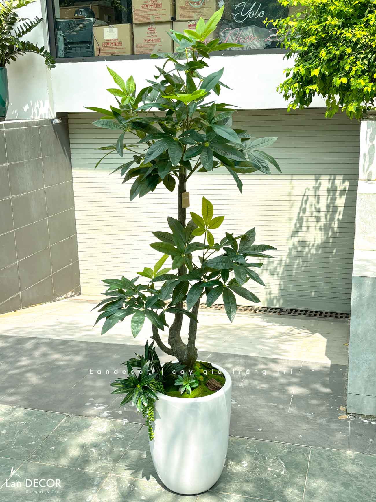Cây Giả Decor- Chậu Cây Kim Ngân Giả Decor Phòng Khách Căn Hộ- CC1496