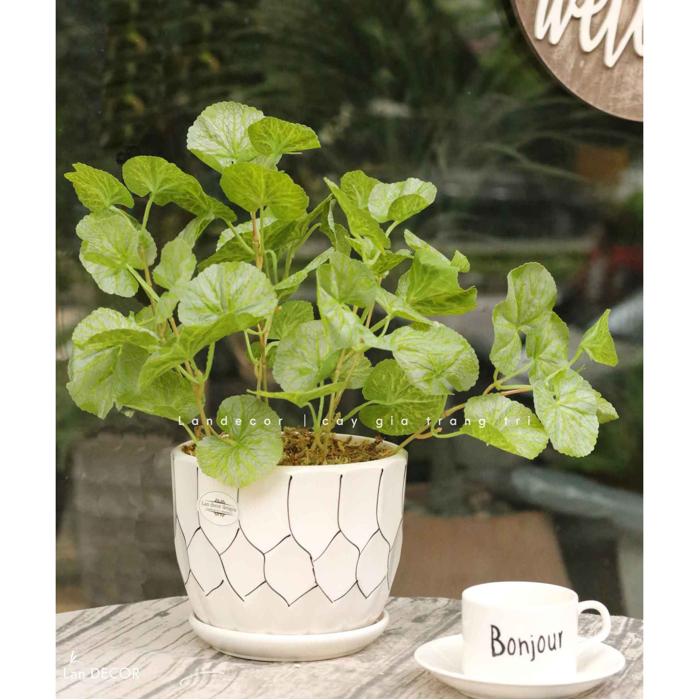 Cây Giả Để Bàn - Bụi Sen Cạn Xanh Giả Decor Bàn Làm Việc (40cm)- CC1500