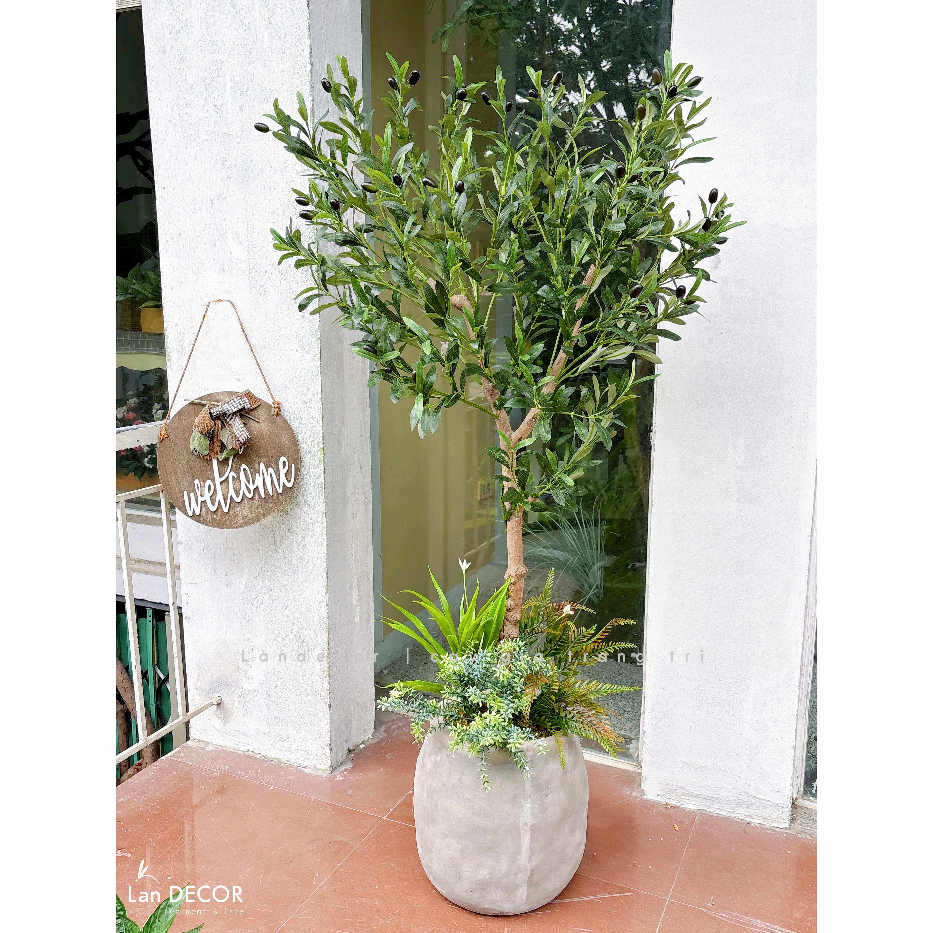Cây Oliu Giả Trang Trí- Cây Olive Giả Decor Văn Phòng (140cm)- CC1380