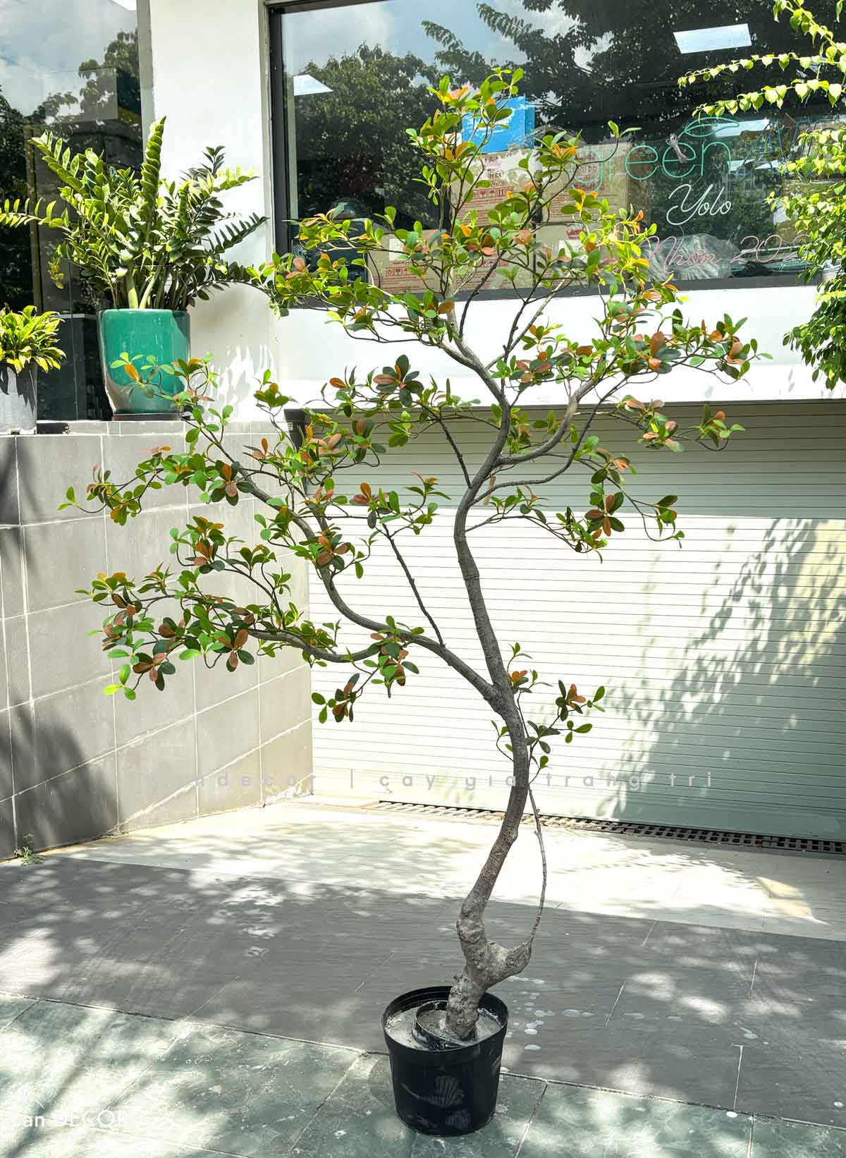 Cây Giả Thiết Kế - Cây Bàng Nhật Giả Thiết Kế Tiểu Cảnh- CC1492