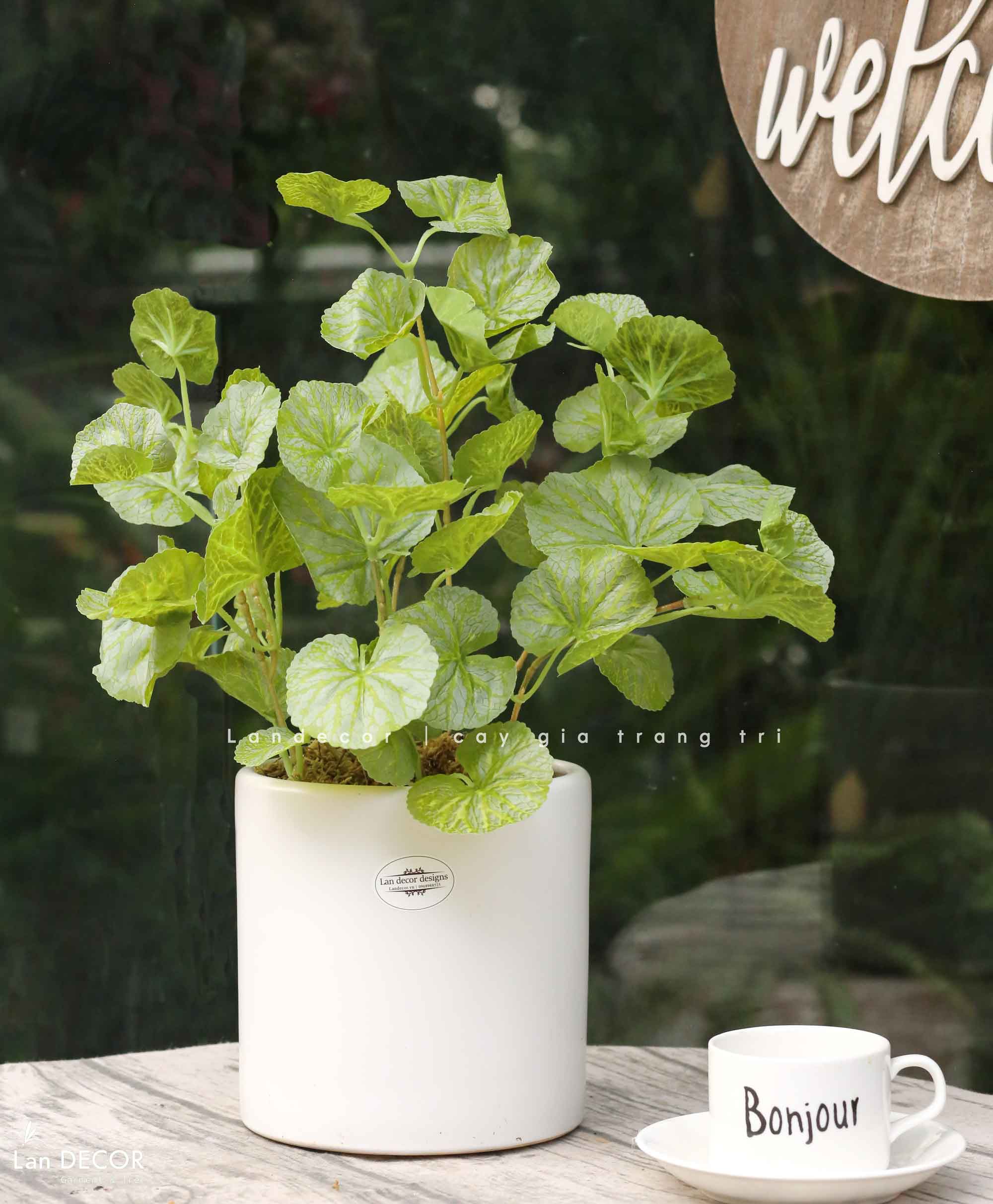 Cây Giả Để Bàn - Bụi Sen Cạn Xanh Giả Decor Bàn Làm Việc (40cm)- CC1500
