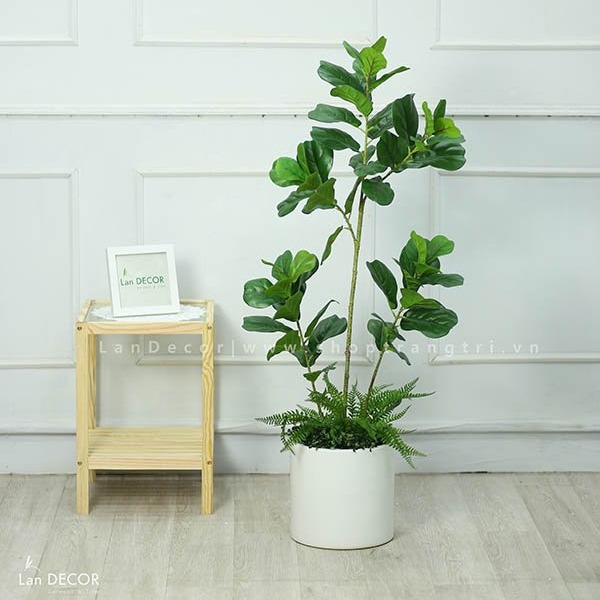 CHẬU CÂY BÀNG SINGAPORE 120cm - CC120