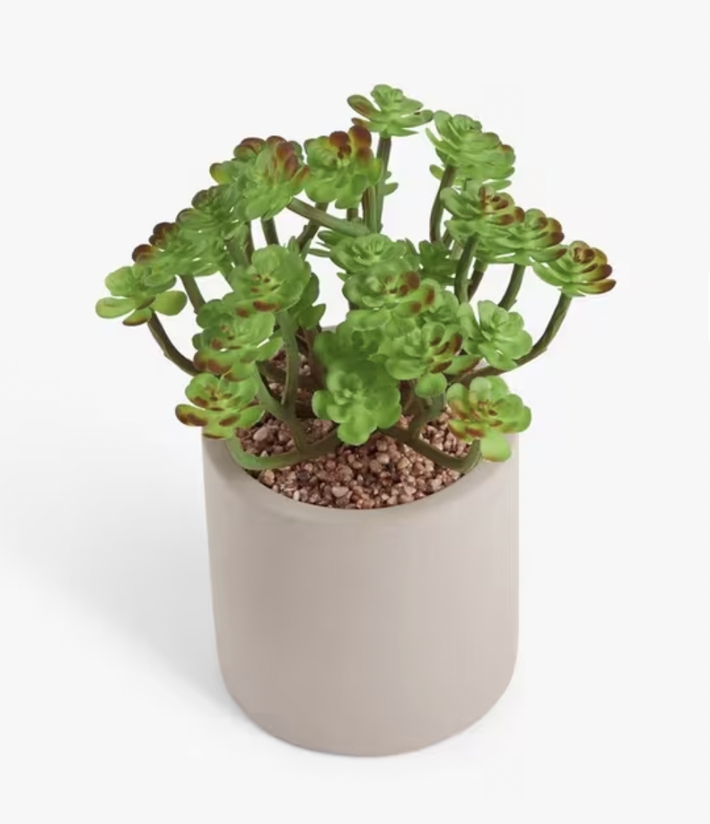 Sen đá  decor trang trí nhà cửa , chậu cây  -   Sen đá 35