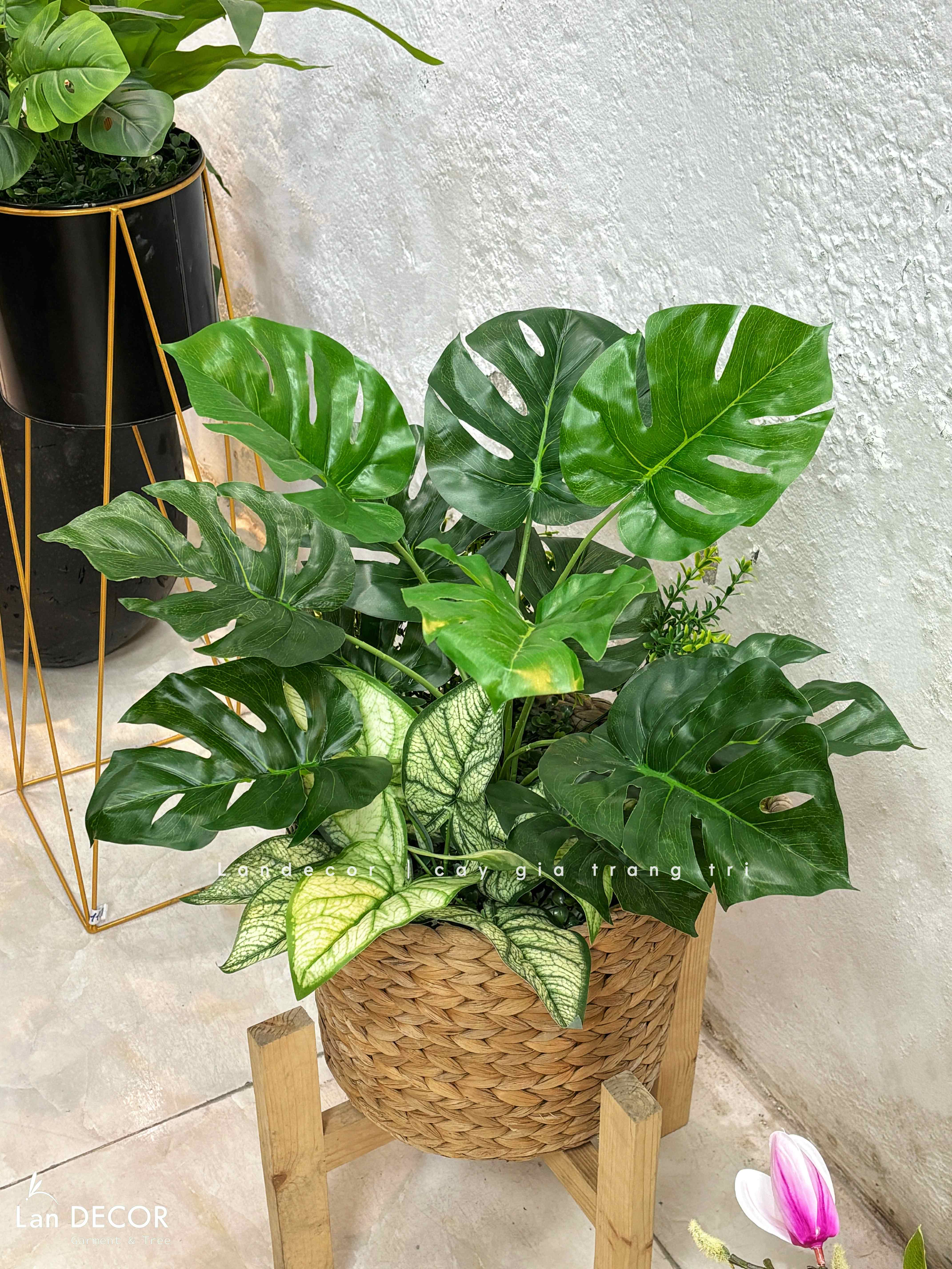 Giỏ Cây Trang Trí - Giỏ Cây Lá Rùa Trang Trí Không Gian (60cm)- CC1350