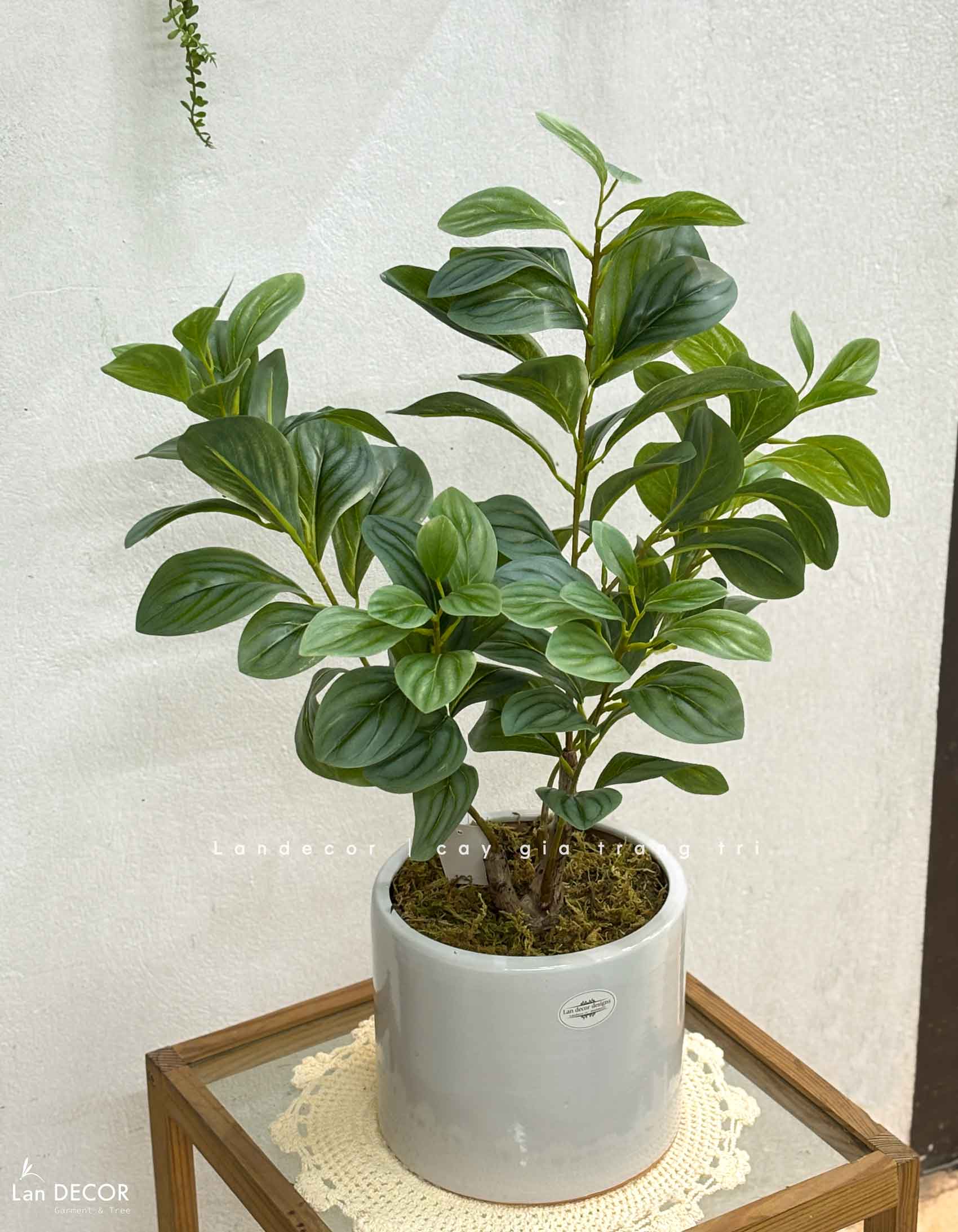 Cây Giả Trang Trí- Cây Trường Sinh Giả Trang Trí Đẹp Tự Nhiên (50cm)- CC1499