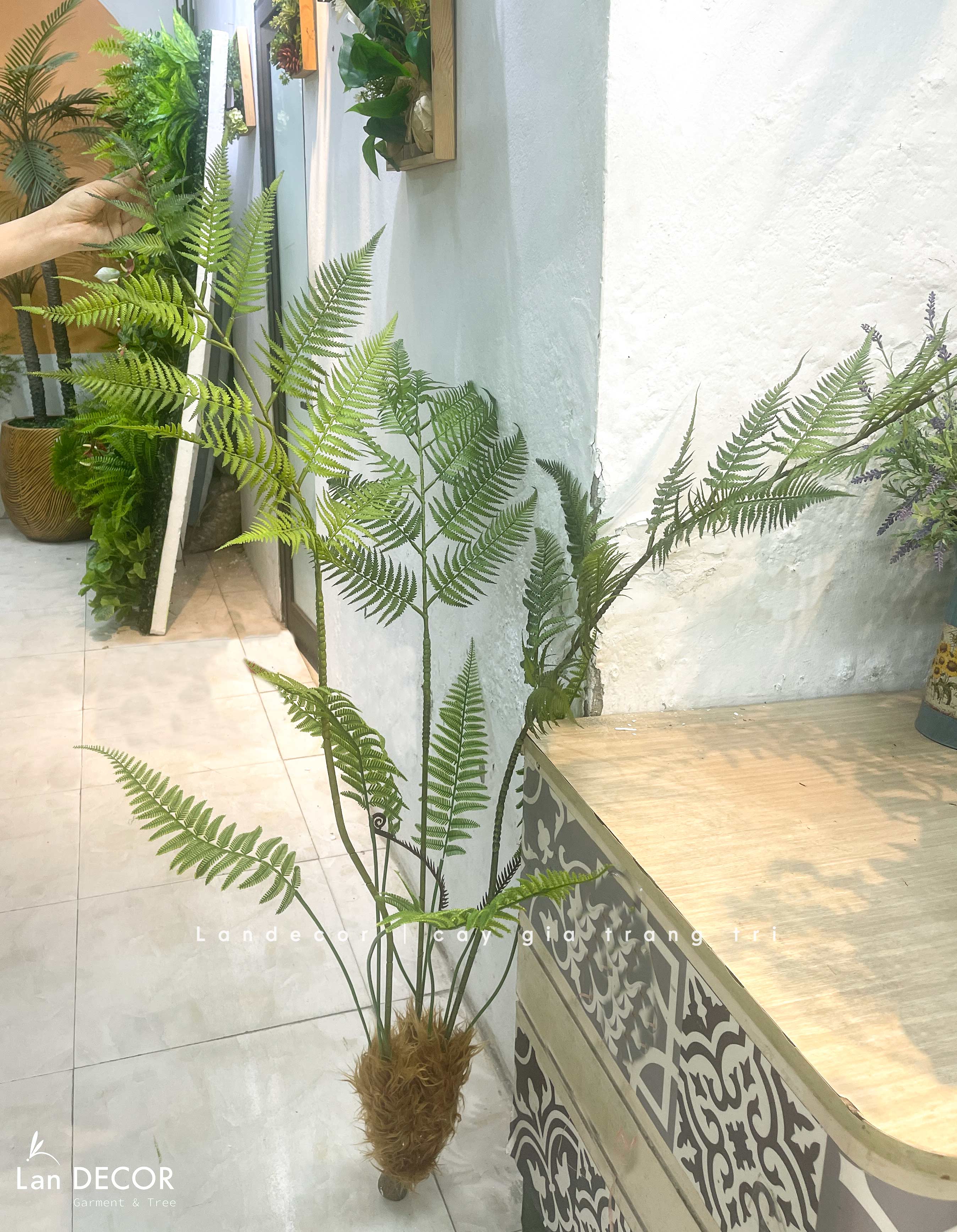 Dương Xỉ Tiểu Cảnh- Dương Xỉ Culi Trang Trí Bồn Rêu Tiểu Cảnh (130cm)- CC1391