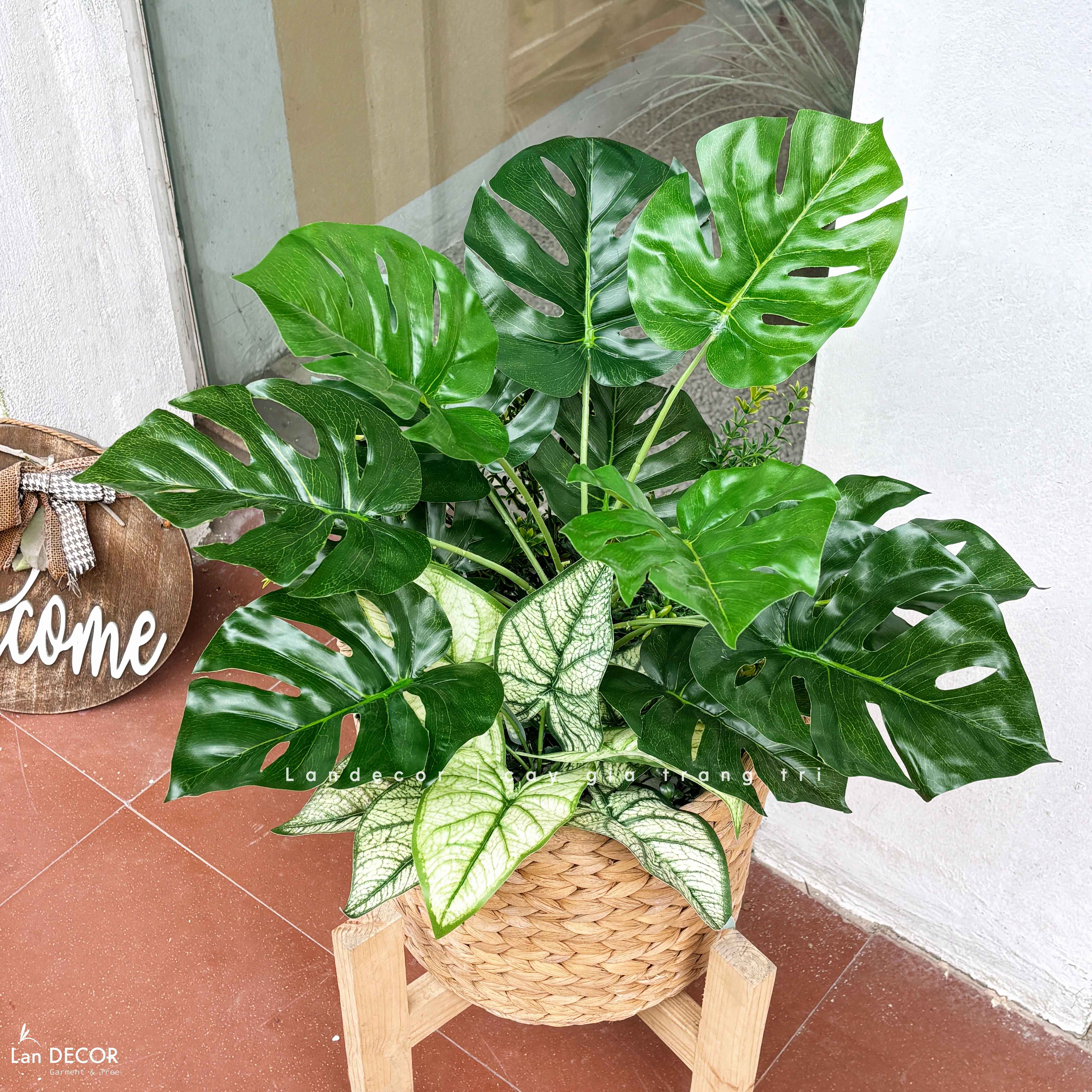 Giỏ Cây Trang Trí - Giỏ Cây Lá Rùa Trang Trí Không Gian (60cm)- CC1350