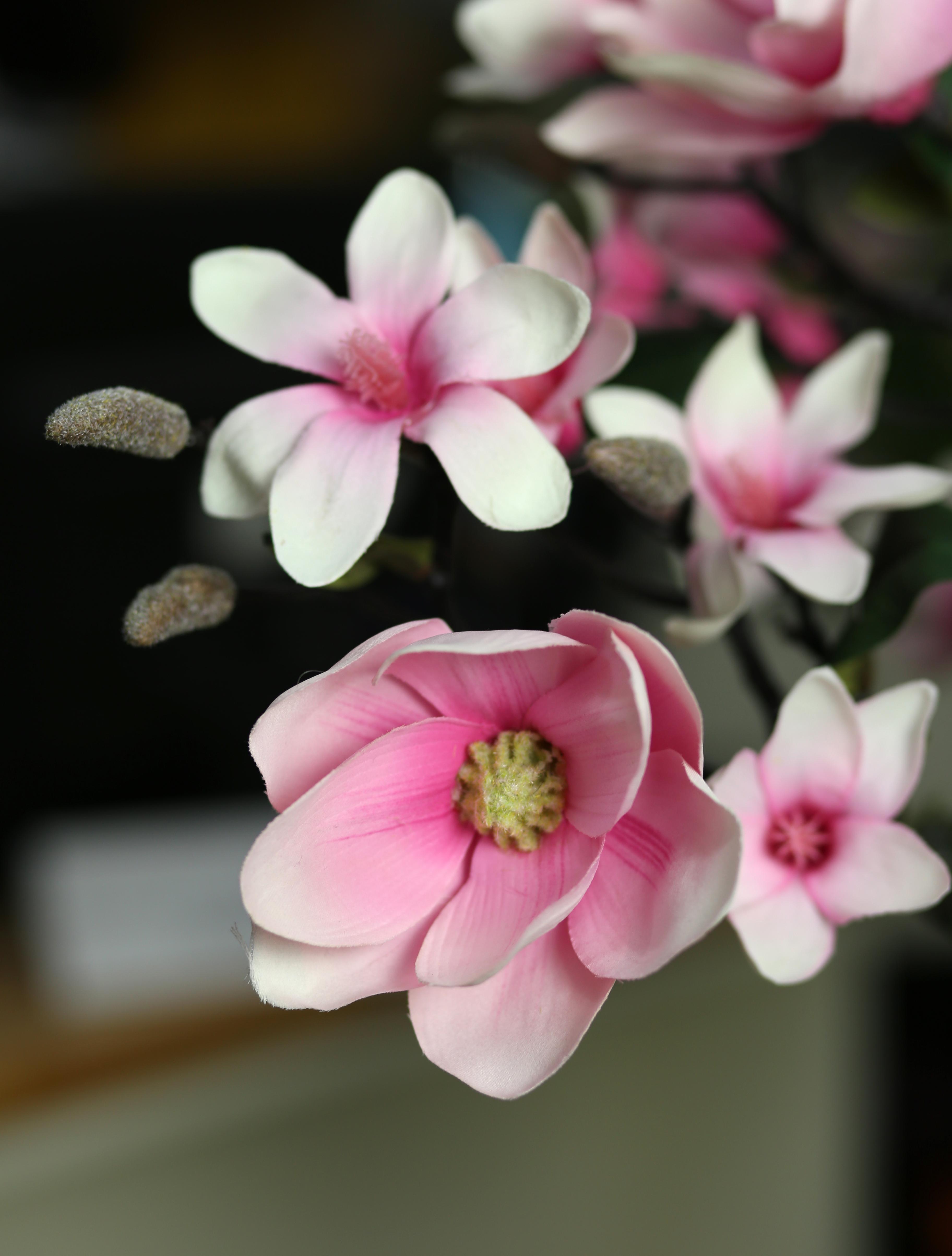 Cây mộc lan bonsai trang trí phong cách hiện đại (85cm) - LC3020