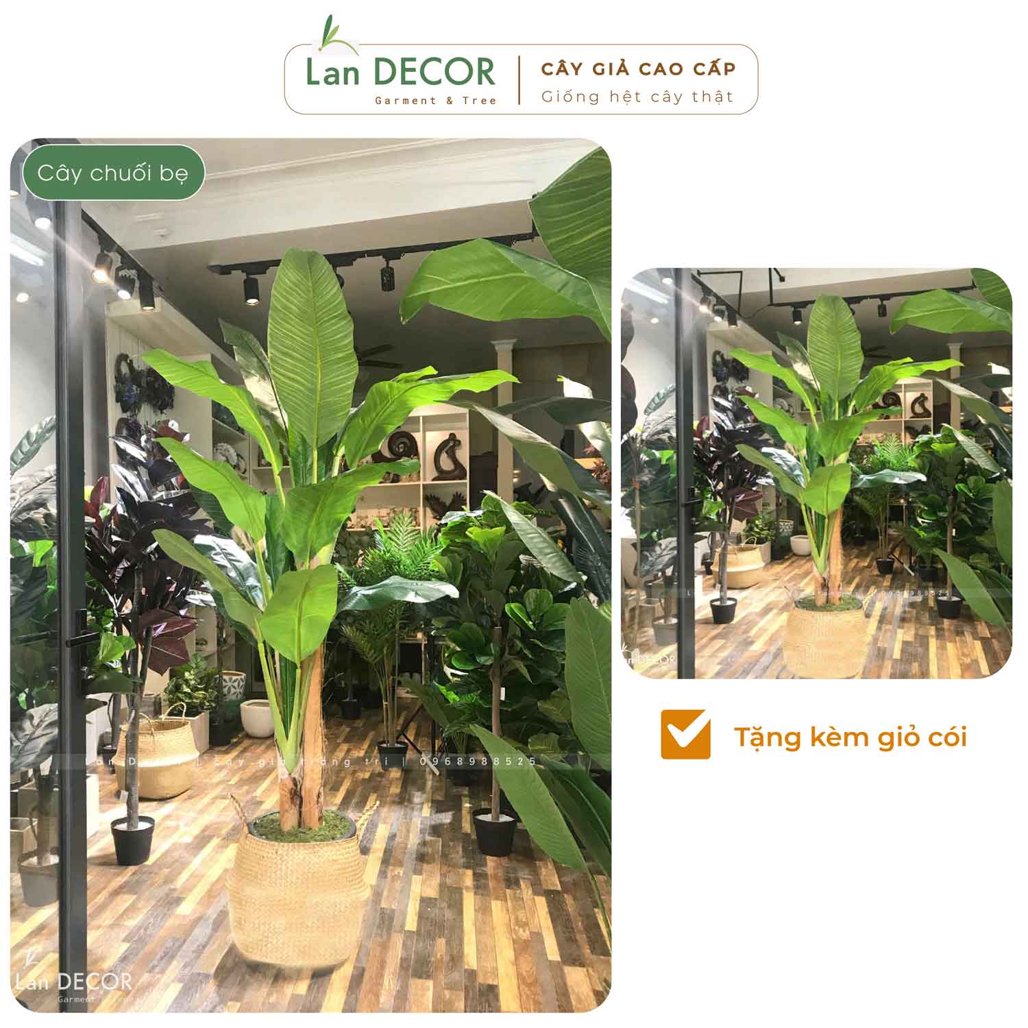 CÂY CHUỐI CẢNH (200cm) - LC2648-1