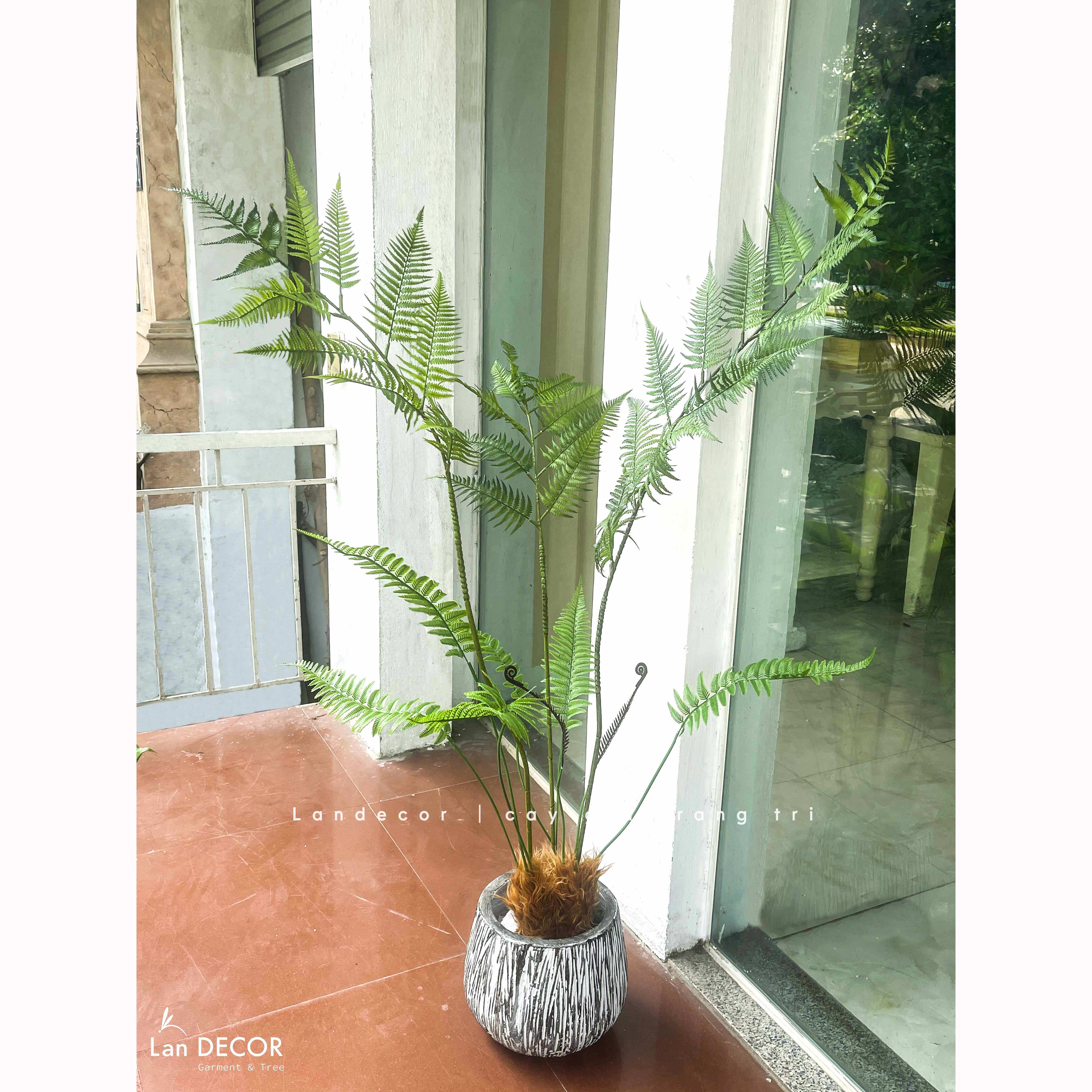 Dương Xỉ Tiểu Cảnh- Dương Xỉ Culi Trang Trí Bồn Rêu Tiểu Cảnh (130cm)- CC1391