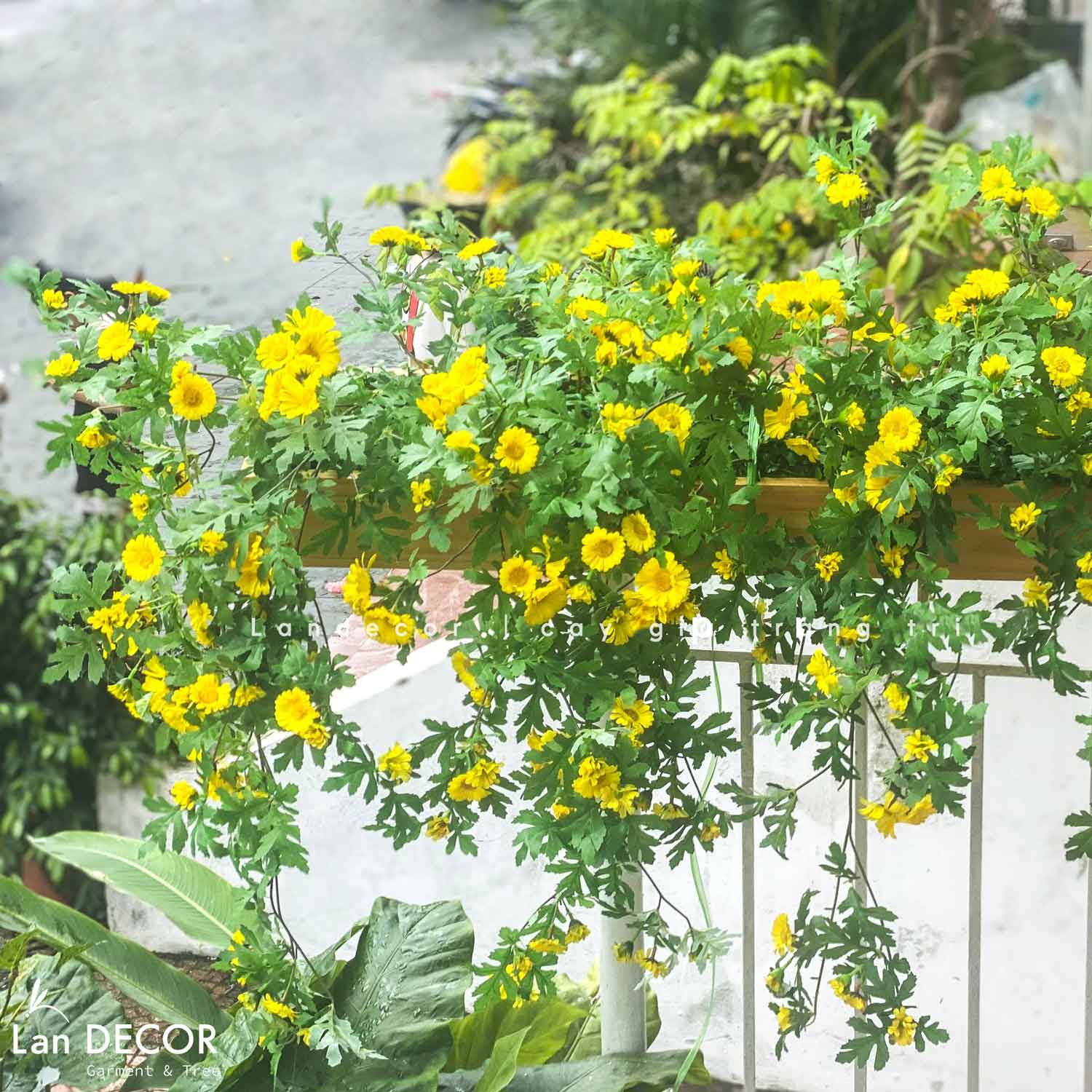 TỔNG HỢP GIỎ HOA DÃ QUỲ TRANG TRÍ NỘI THẤT, PHÒNG KHÁCH, CỬA HÀNG ĐẸP