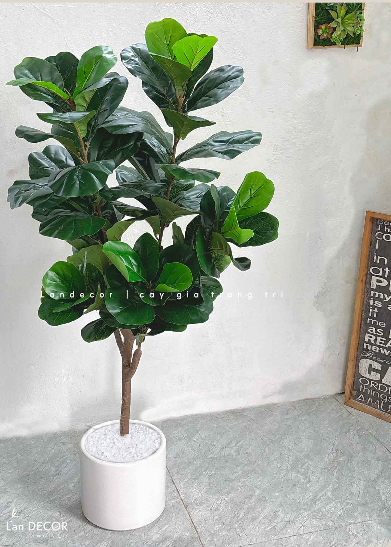 Cây Giả Decor- Cây Bàng Thiết Kế Trang Trí Không Gian (145cm)- CC1045