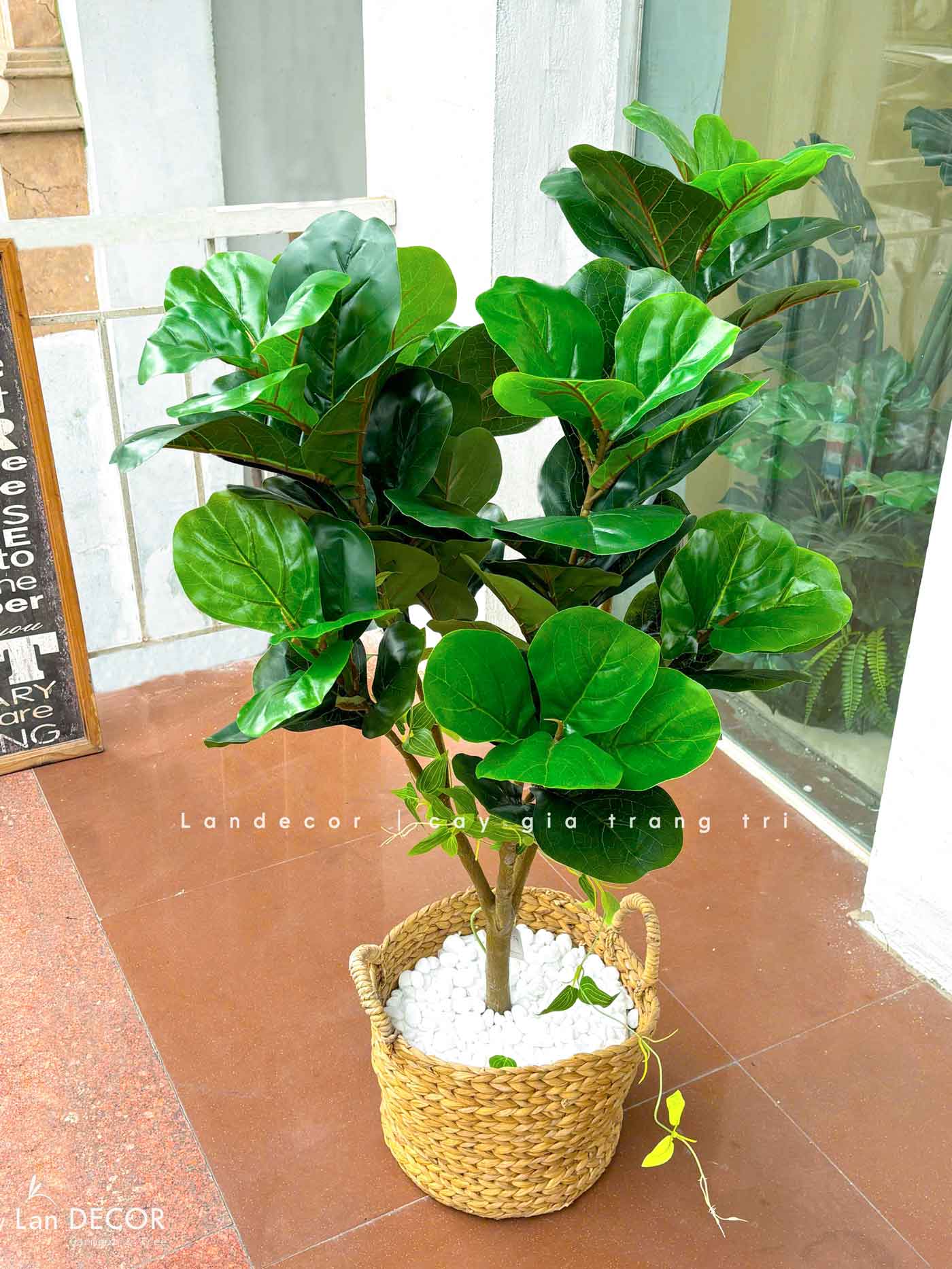 Cây Bàng Sing Giả- Cây Bàng Singapore Trang Trí Nội Thất Landecor ( 105cm) - LC3170