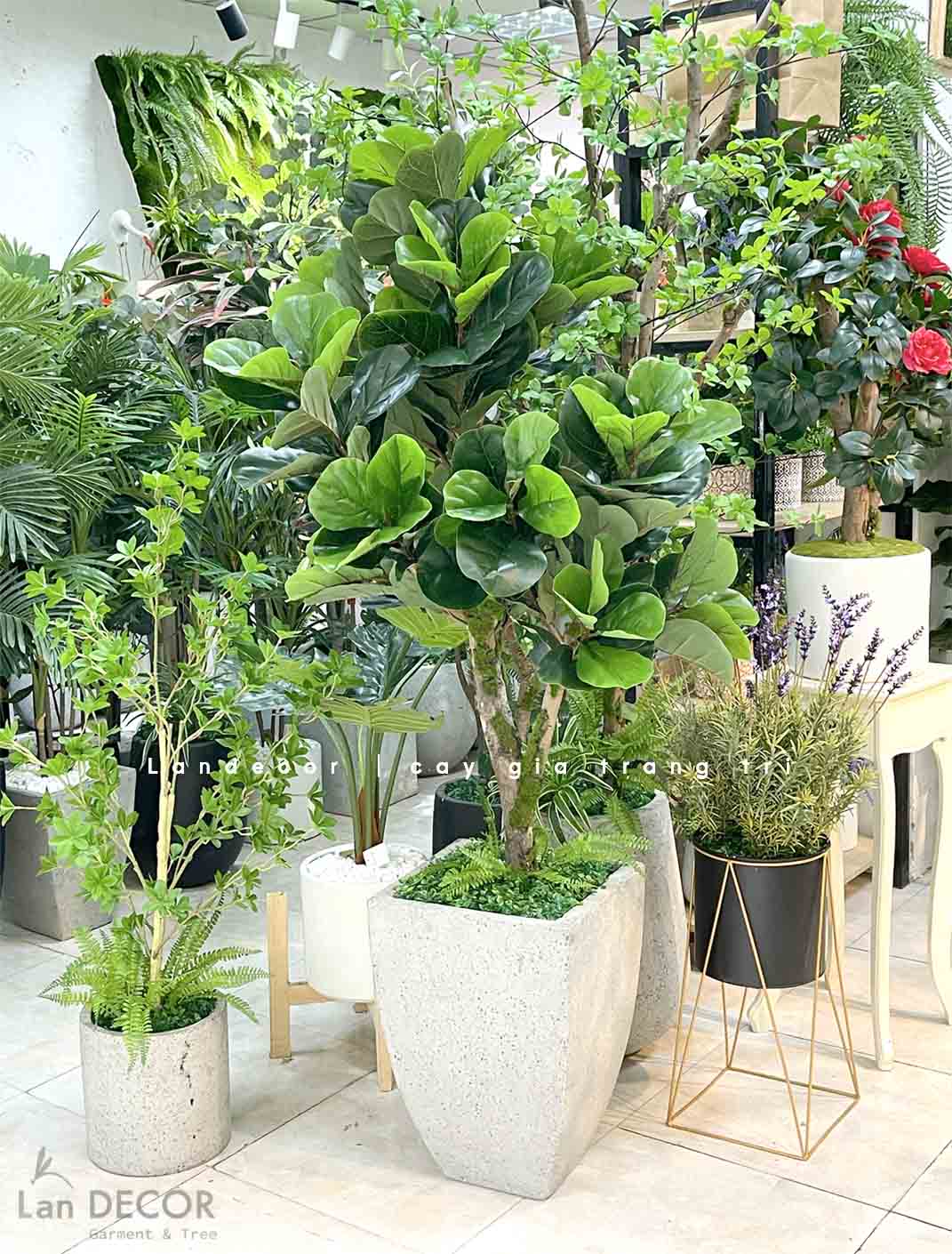 CÂY BÀNG SINGAPORE DECOR NỘI THẤT- CC767