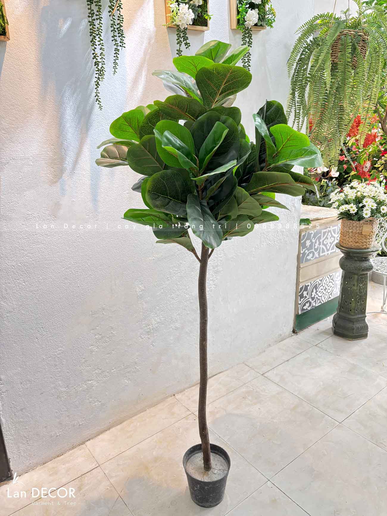 CÂY BÀNG SINGAPORE TRANG TRÍ NỘI THẤT (150cm) - LC2772