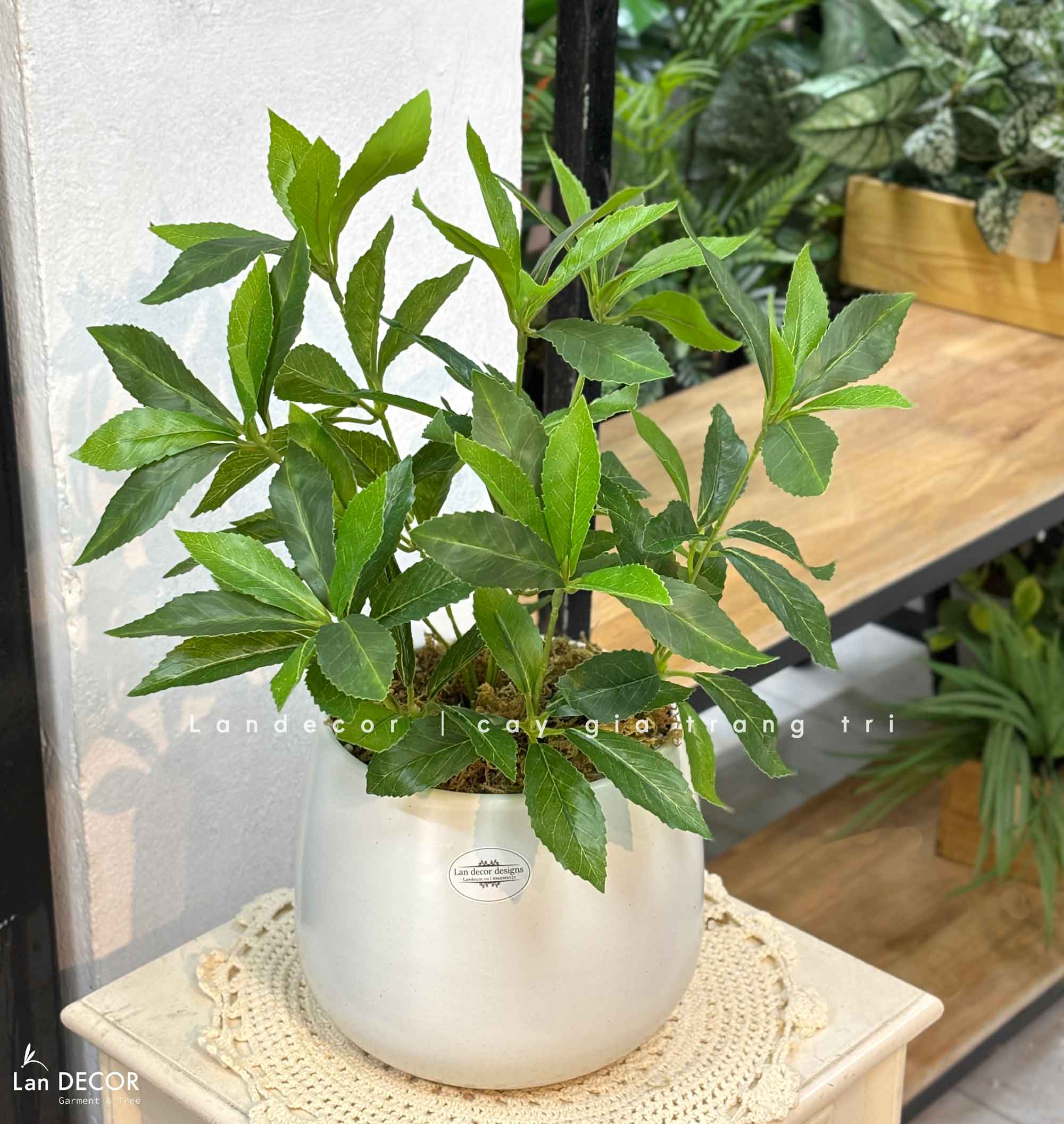 Cây Giả Để Bàn - Cây Kim Ngân Lượng Giả Trang Trí Để Bàn Thu Hút (45cm) - CC1501