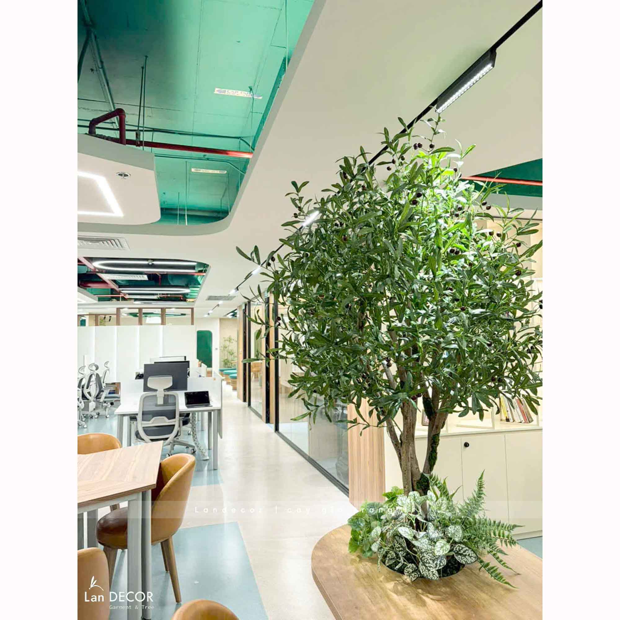 Cây Giả Decor- Cây Oliu Giả Thiết Kế Tiểu Cảnh Văn Phòng (200cm)- CC1331
