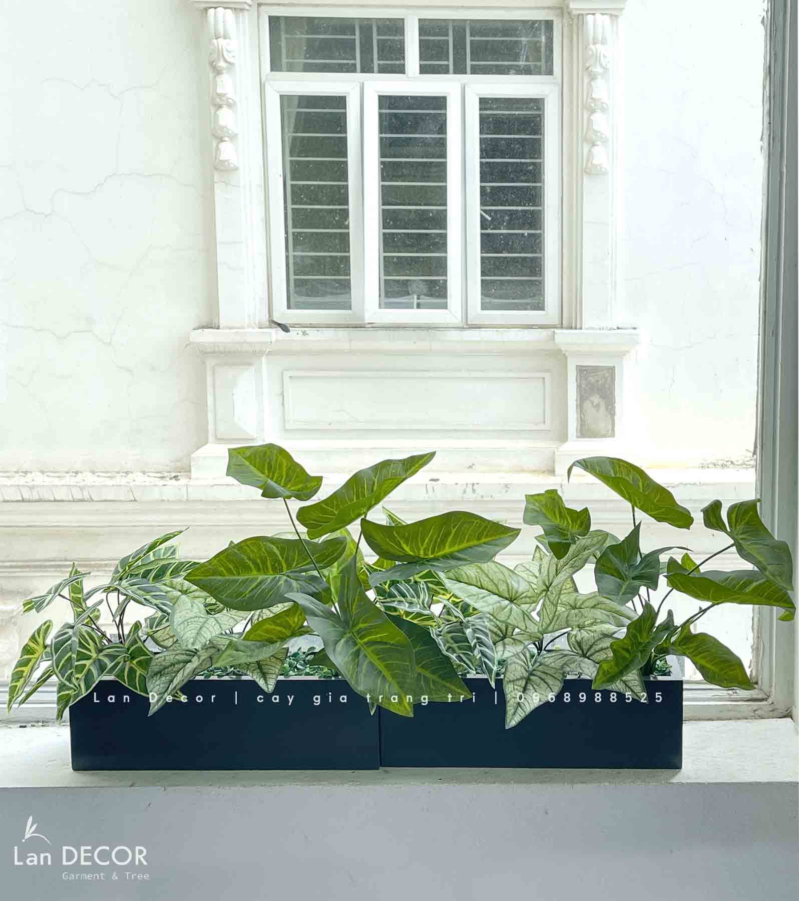 Bồn lá môn xanh trang trí không gian tươi mát (40x12x45cm)- CC967