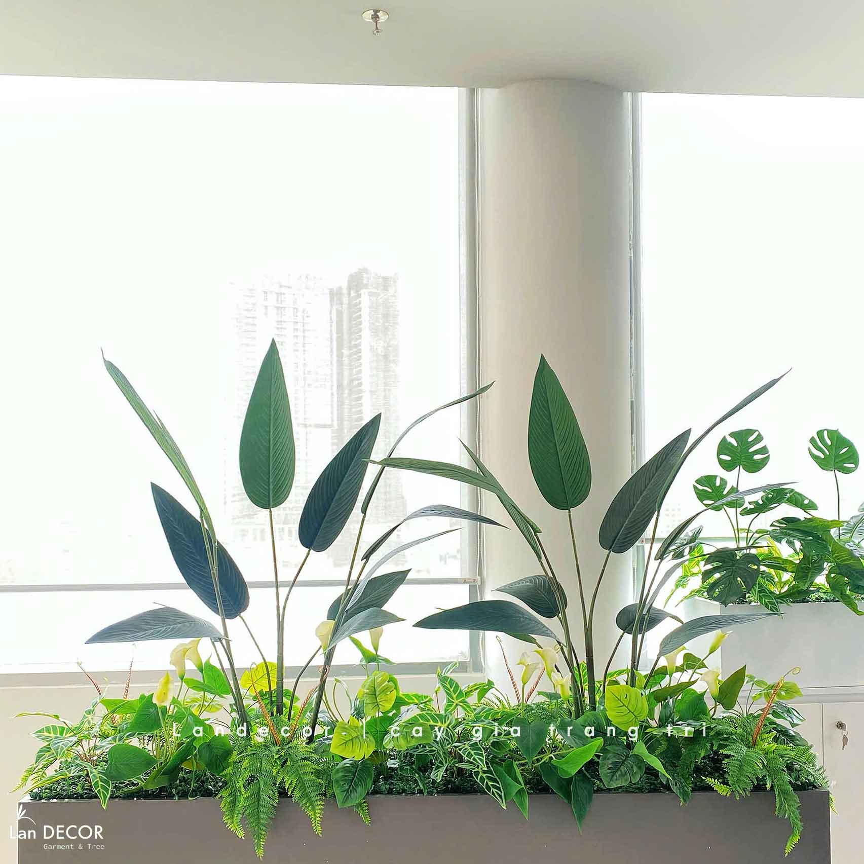 Bồn Cây Tiểu Cảnh- Thiết Kế Bồn Chuối Lá Nhọn Trang Trí Văn Phòng Xanh Mát - BC218-SG K bồn