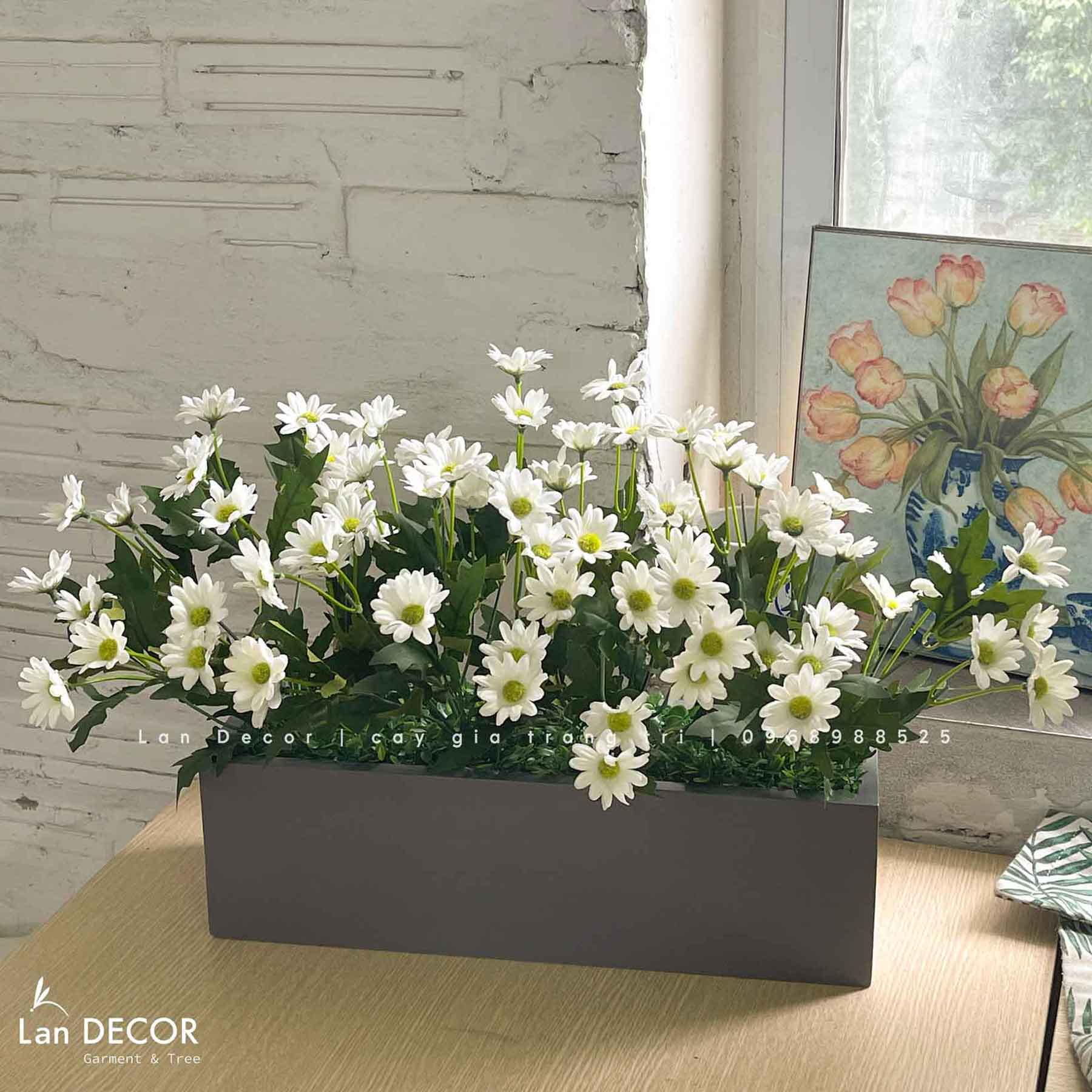 Bồn cúc mắt ngọc trang trí phòng khách- CC910