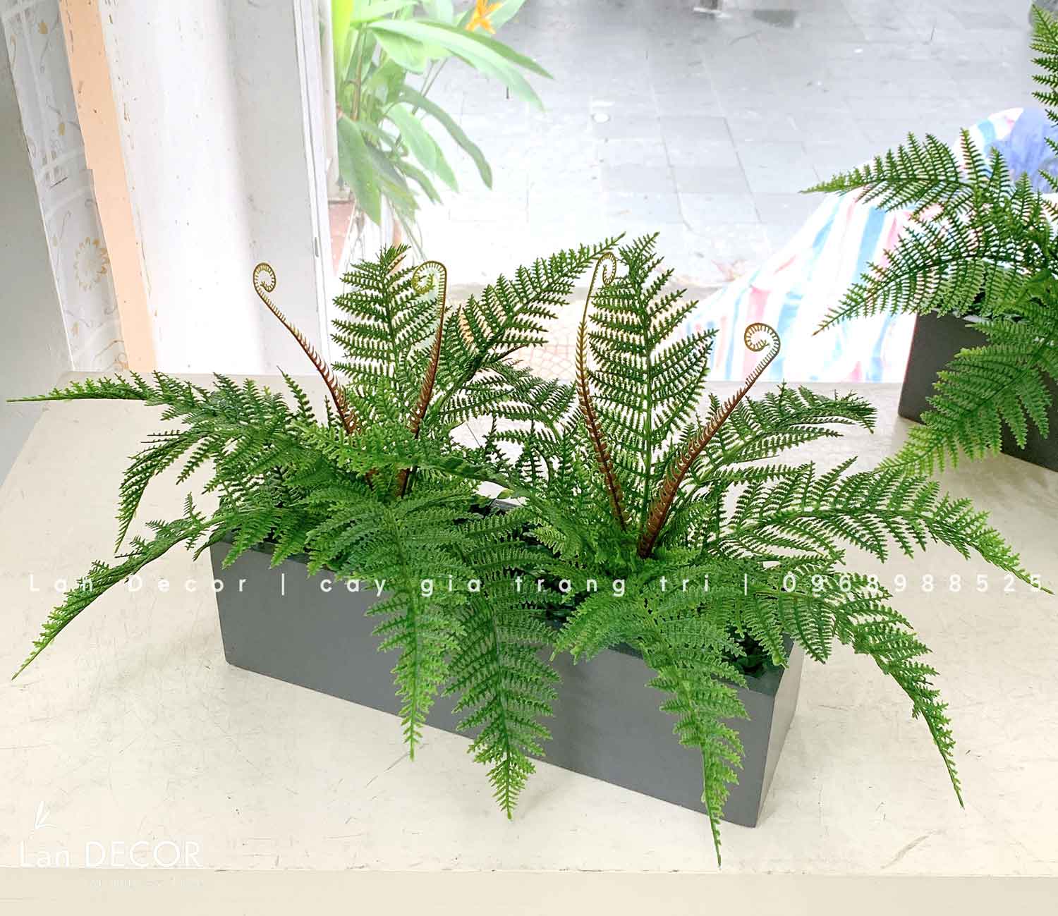 Cành Lá Trang Trí Tự Nhiên, Cành Dương Xỉ Cuộn 7 Lá- HC853