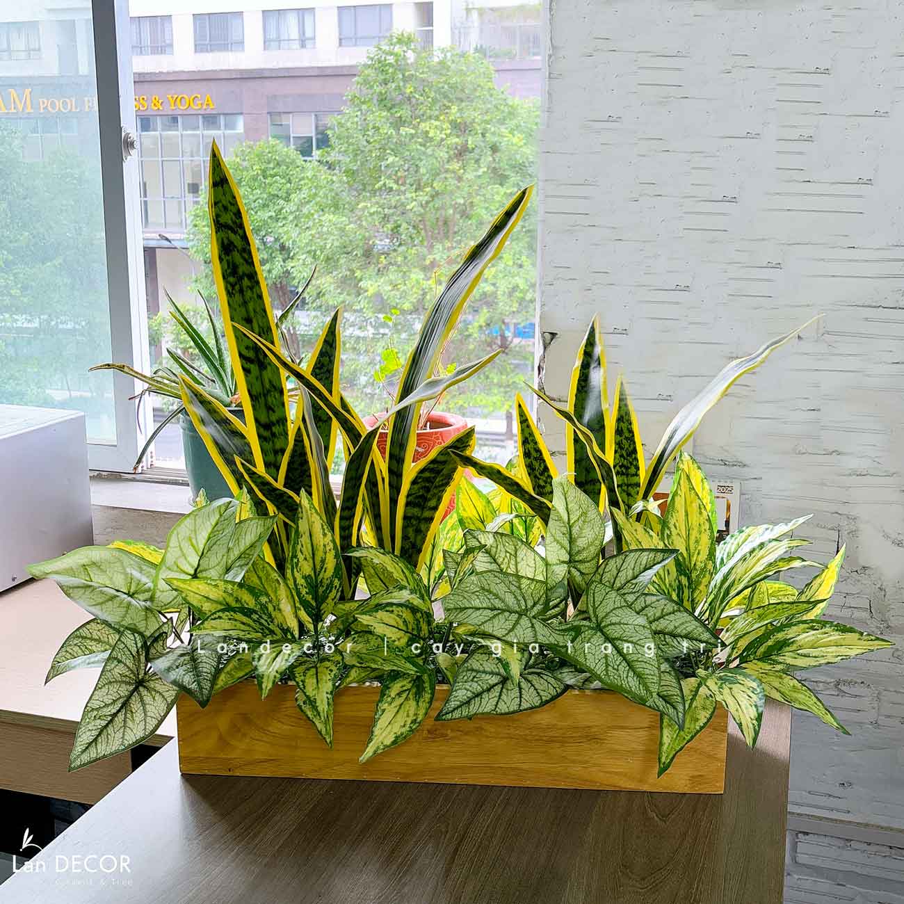 Bồn Cây Giả Decor- Bồn Cây Lưỡi Hổ Giả Decor Văn Phòng Xanh- BC172