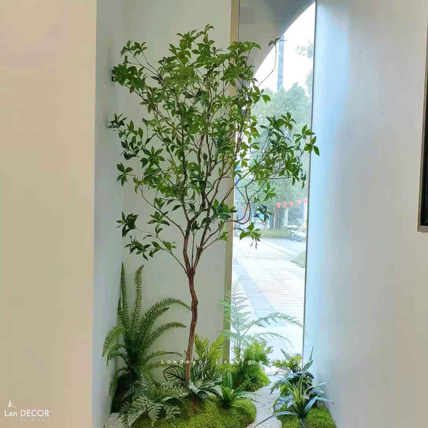 Tiểu Cảnh Rêu Cây - Tiểu Cảnh Cây Asebi Thiết Kế Cảnh Quan Xanh Tươi - RC097