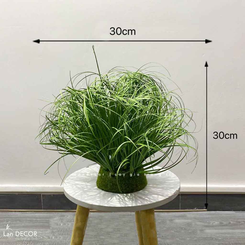 Bụi Cây Tiểu Cảnh- Bụi Cỏ Hành Giả Trang Trí Không Gian Xanh (30x50CM)- CC1074