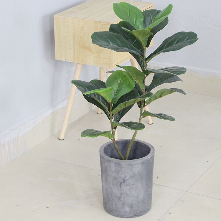 Cây bàng singapore đẹp phong cách hiện đại (75cm) - LC2923