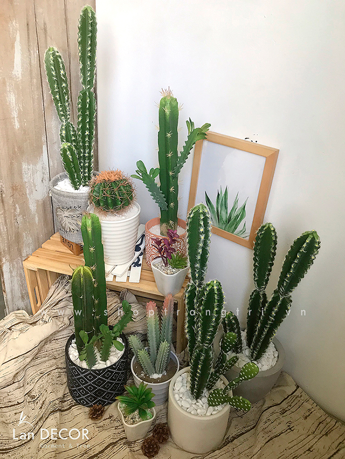 CHẬU CÂY XƯƠNG RỒNG TRỤ PHONG CÁCH SA MẠC HIỆN ĐẠI - CC175