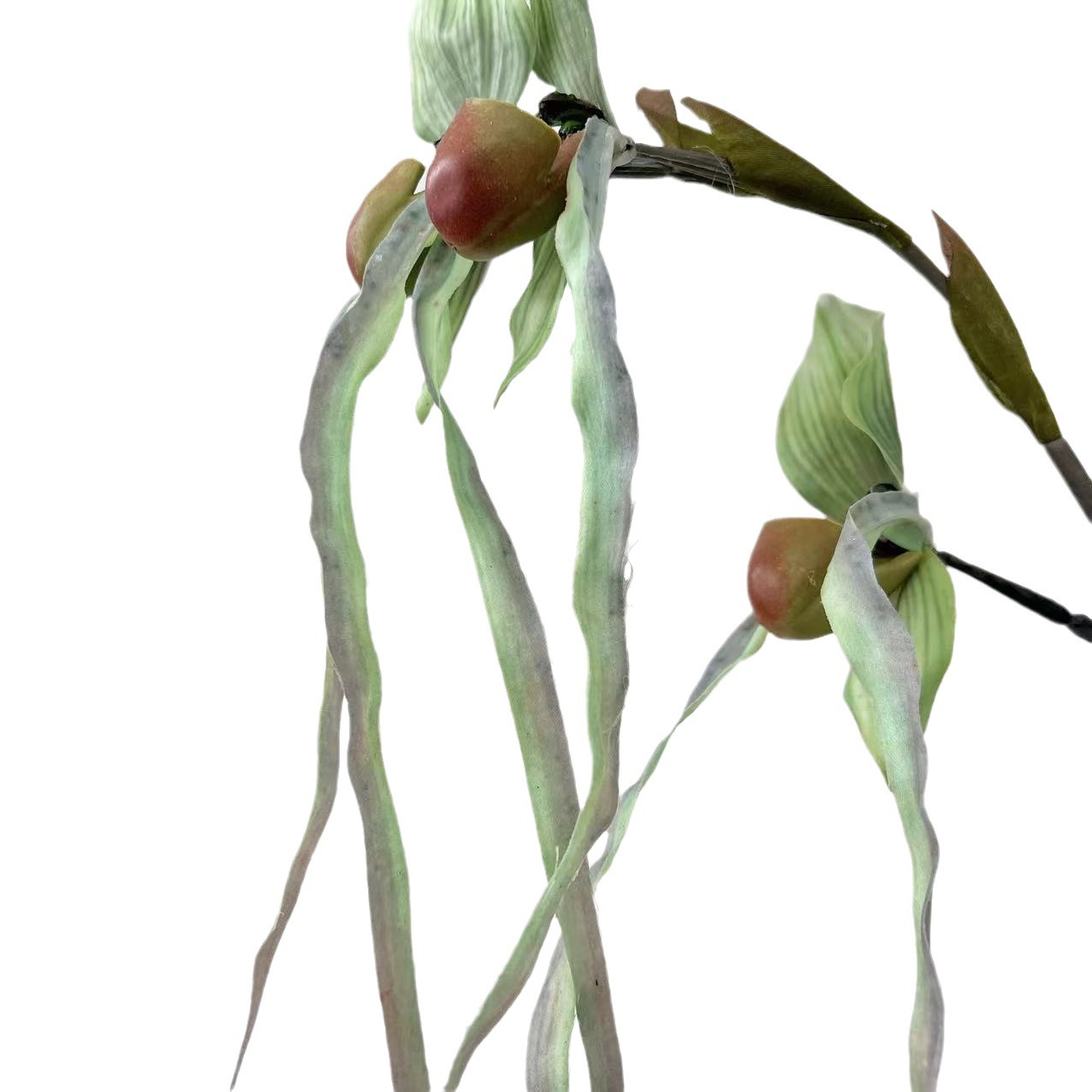 cành-lá-nắp-ấm 