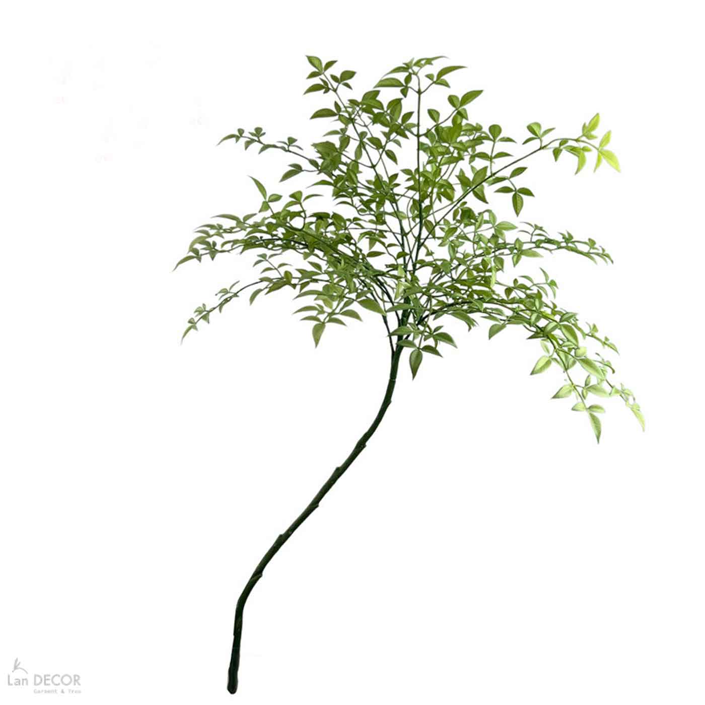 canh-nam-thien-truc 