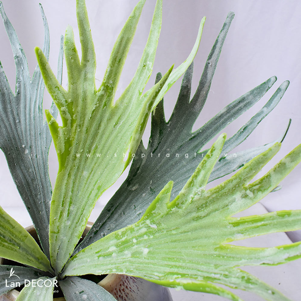 Cành ổ rồng - HC779