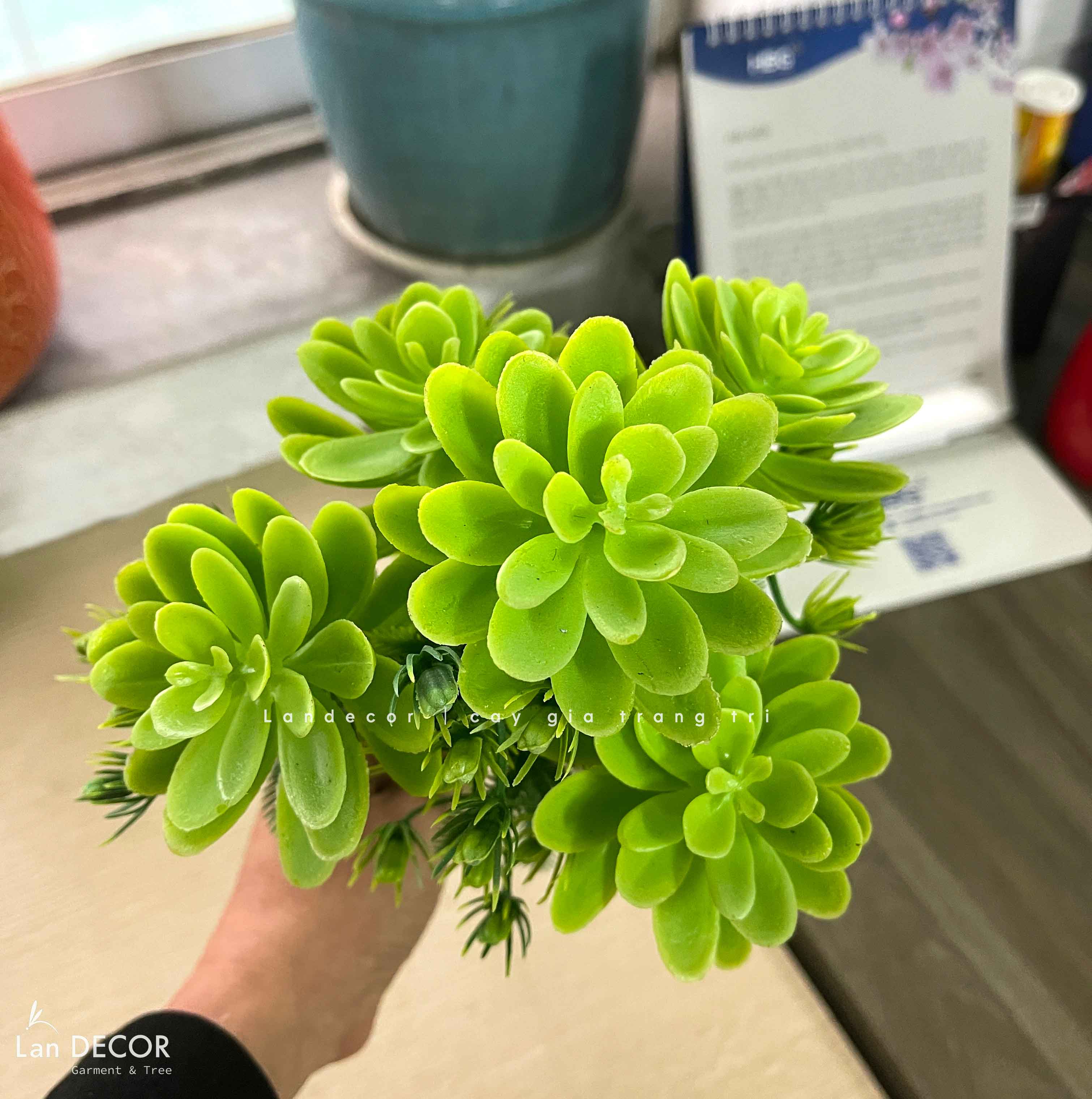 Sen đá  decor trang trí nhà cửa , chậu cây  -   Sen đá 45