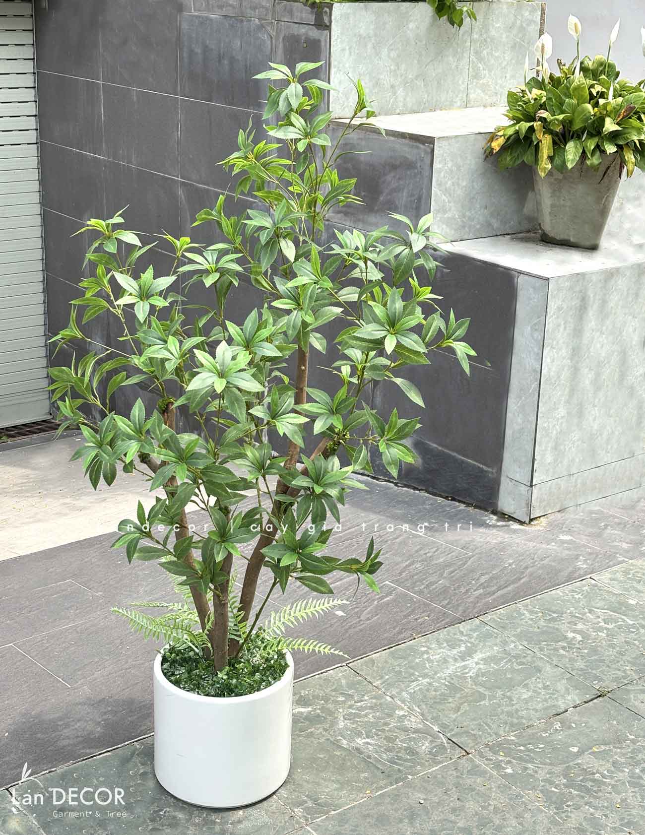 Cây Giả Trang Trí- Cây Asebi Thiết Kế Cửa Hiệu Xanh Mát (130cm)- CC1056