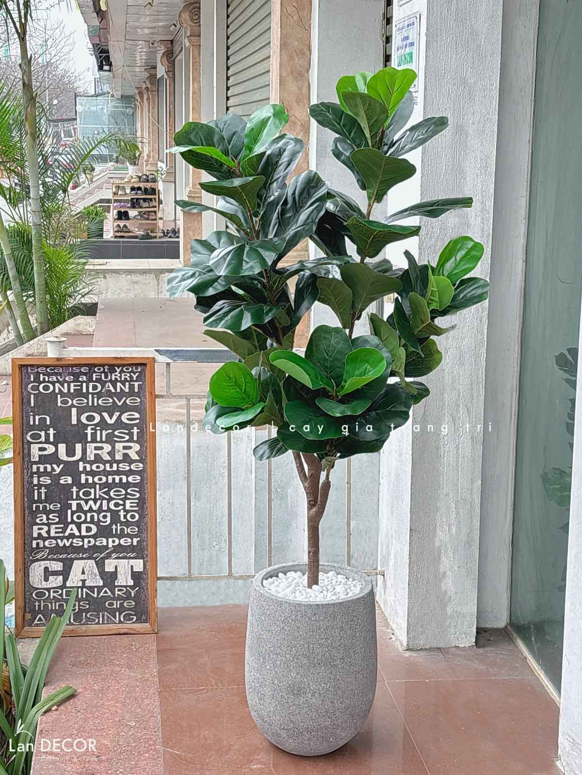 Cây Giả Decor- Cây Bàng Thiết Kế Trang Trí Không Gian (145cm)- CC1045