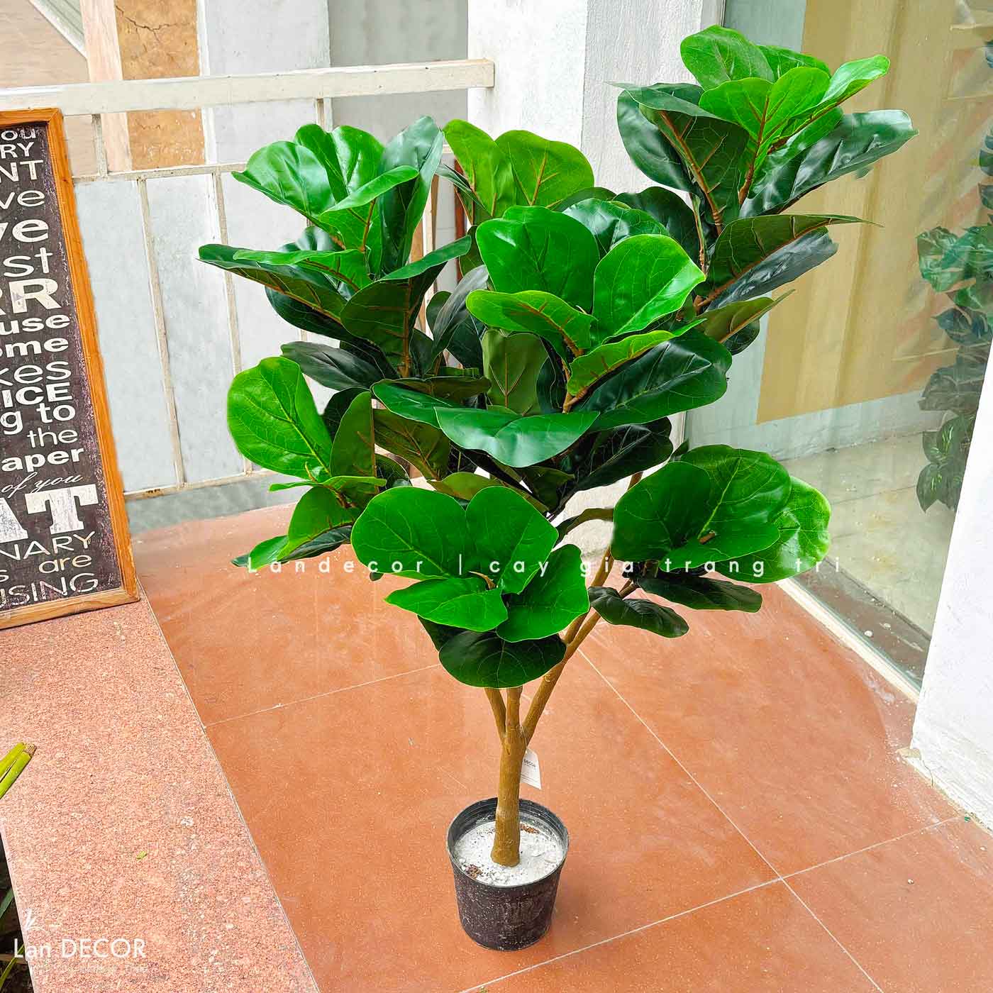 Cây Bàng Sing Giả- Cây Bàng Singapore Trang Trí Nội Thất Landecor ( 105cm) - LC3170