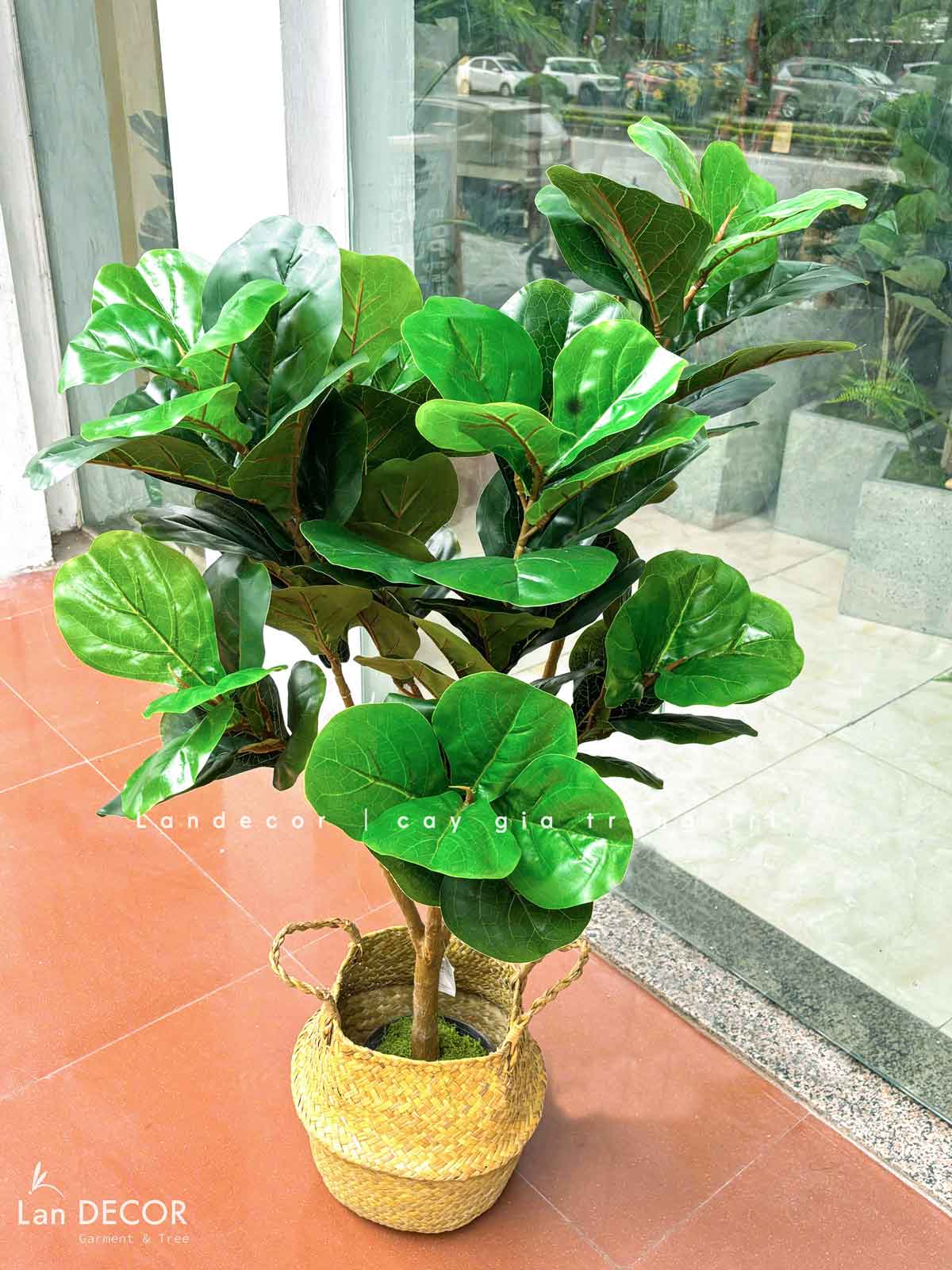 Cây Bàng Sing Giả- Cây Bàng Singapore Trang Trí Nội Thất Landecor ( 105cm) - LC3170