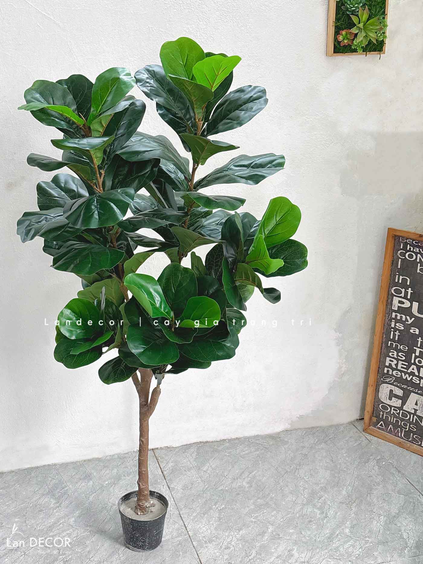 Cây Giả Decor- Cây Bàng Thiết Kế Trang Trí Không Gian (145cm)- CC1045
