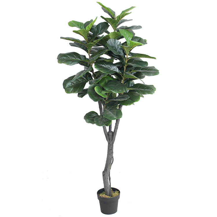 Cây Bàng Singapore cây trang trí Lan Decor (180cm) LC2901