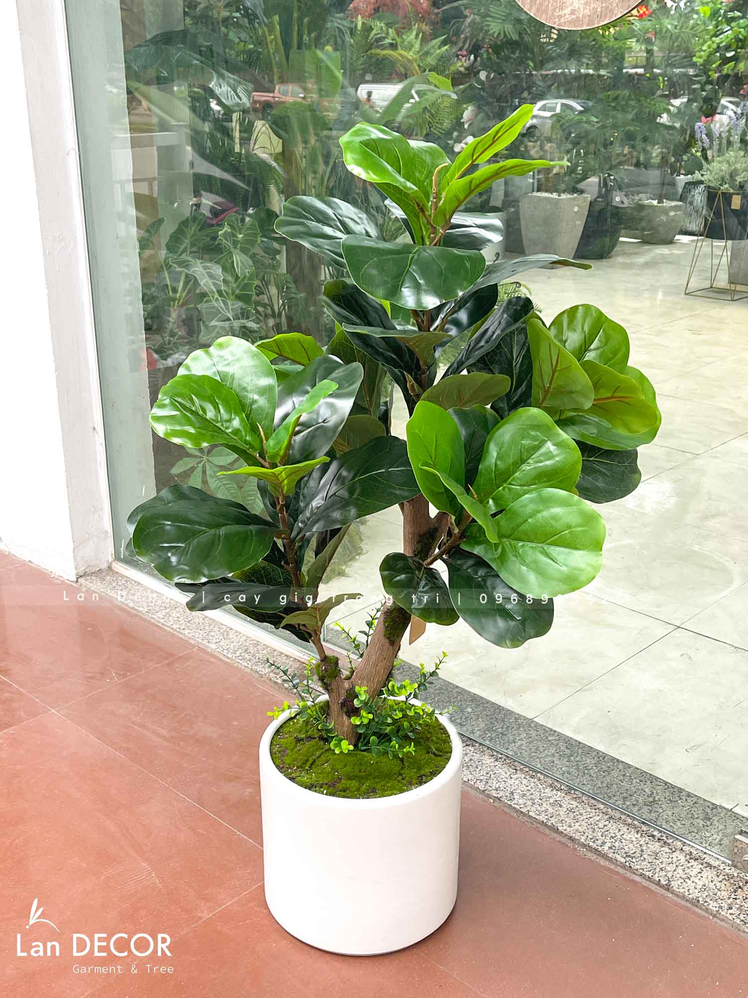 Cây Bàng Singapore Decor Nhà Hiện Đại (100cm)- CC1002