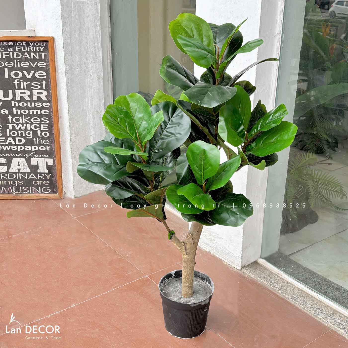 Cây Bàng Singapore Decor Nhà Hiện Đại (100cm)- CC1002