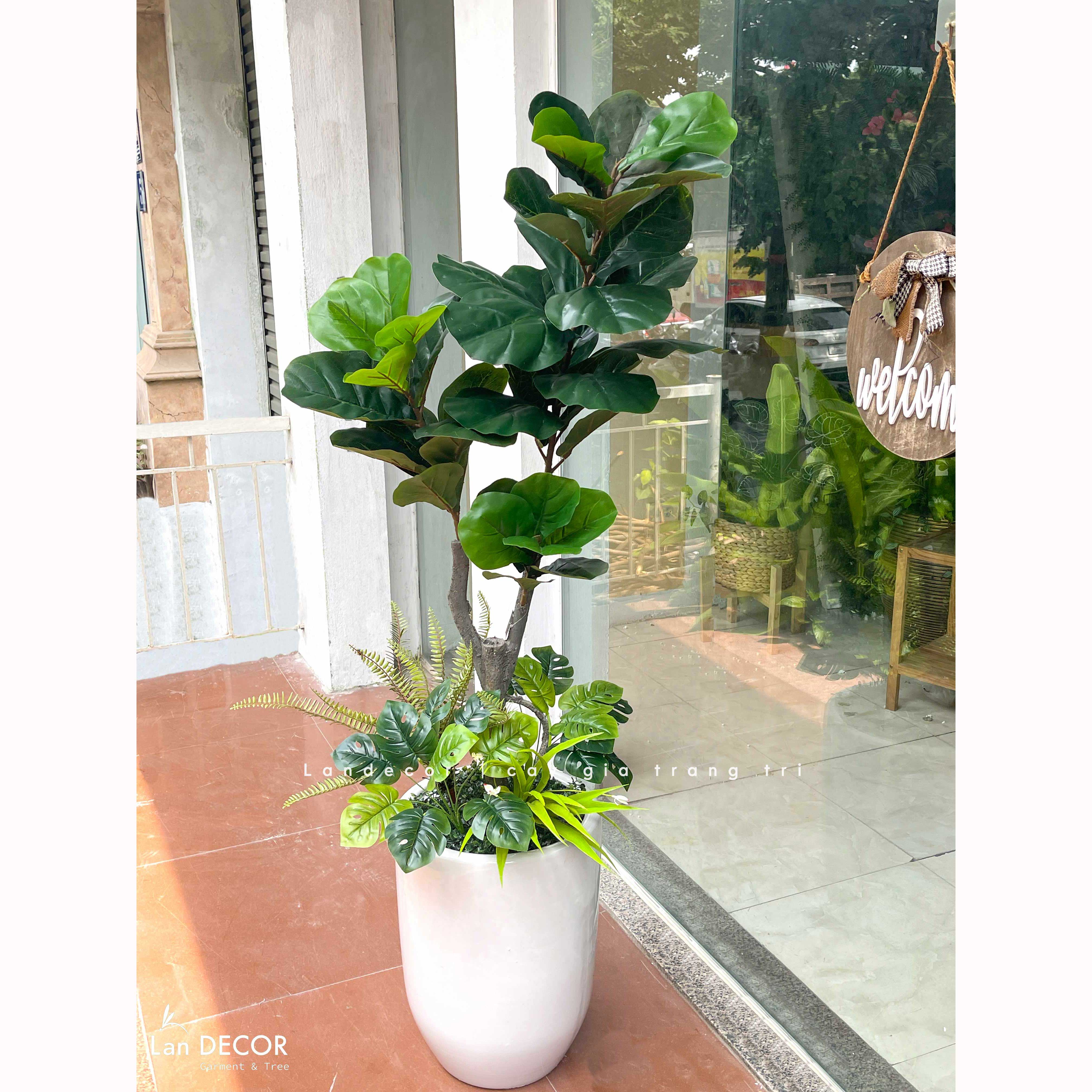 Cây bàng Singapore hiện đại trang trí nhà đẹp (120cm) - LC2913