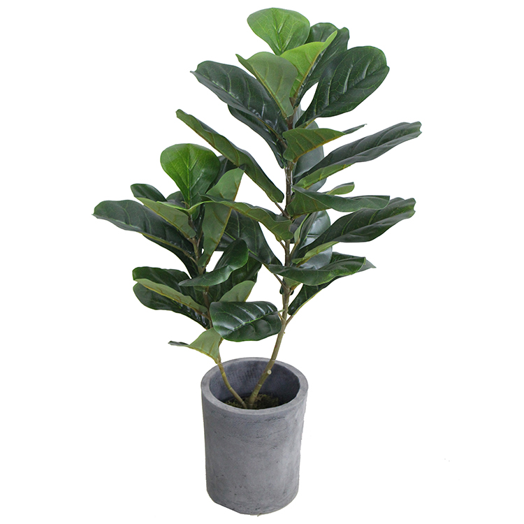 CÂY BÀNG SINGAPORE 2 NHÁNH (90cm) - LC2924