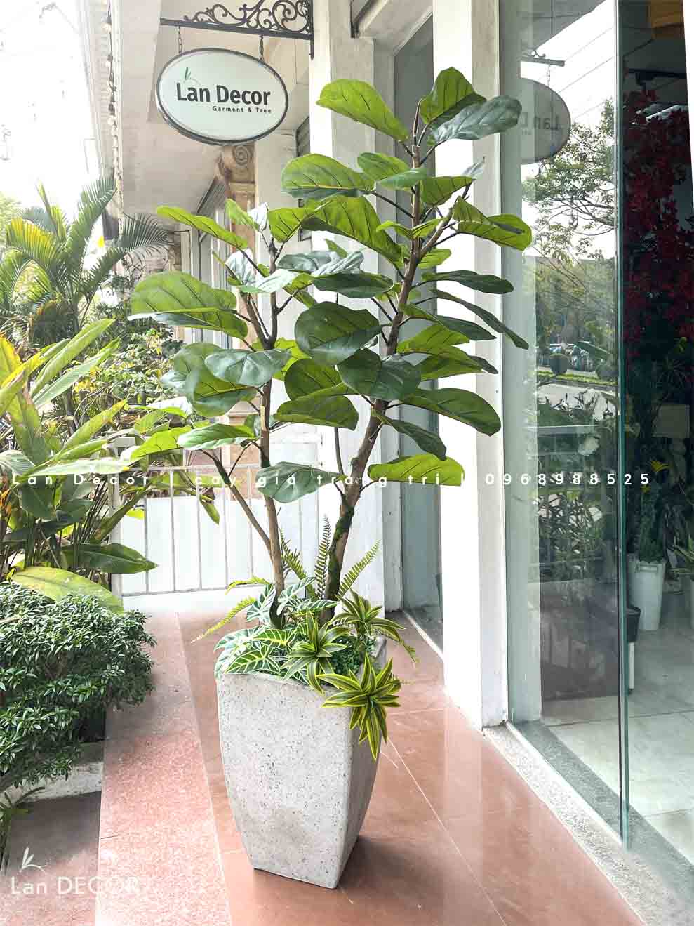 CHẬU CÂY BÀNG SINGAPORE TRANG TRÍ NỘI THẤT HIỆN ĐẠI (1M8)- CC830