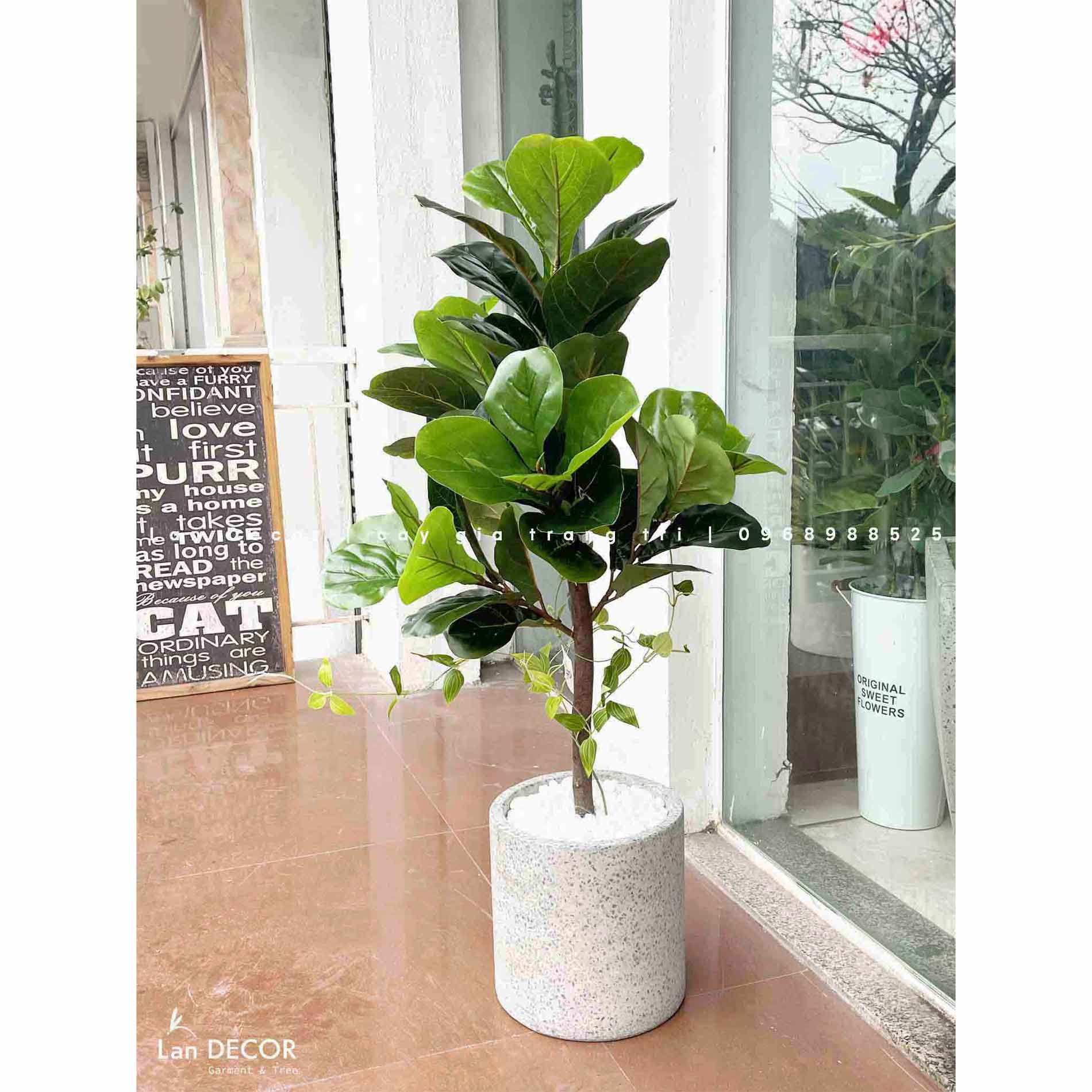 Cây Bàng Singapore hiện đại trang trí nhà sang trọng LanDecor (90cm) - LC2770