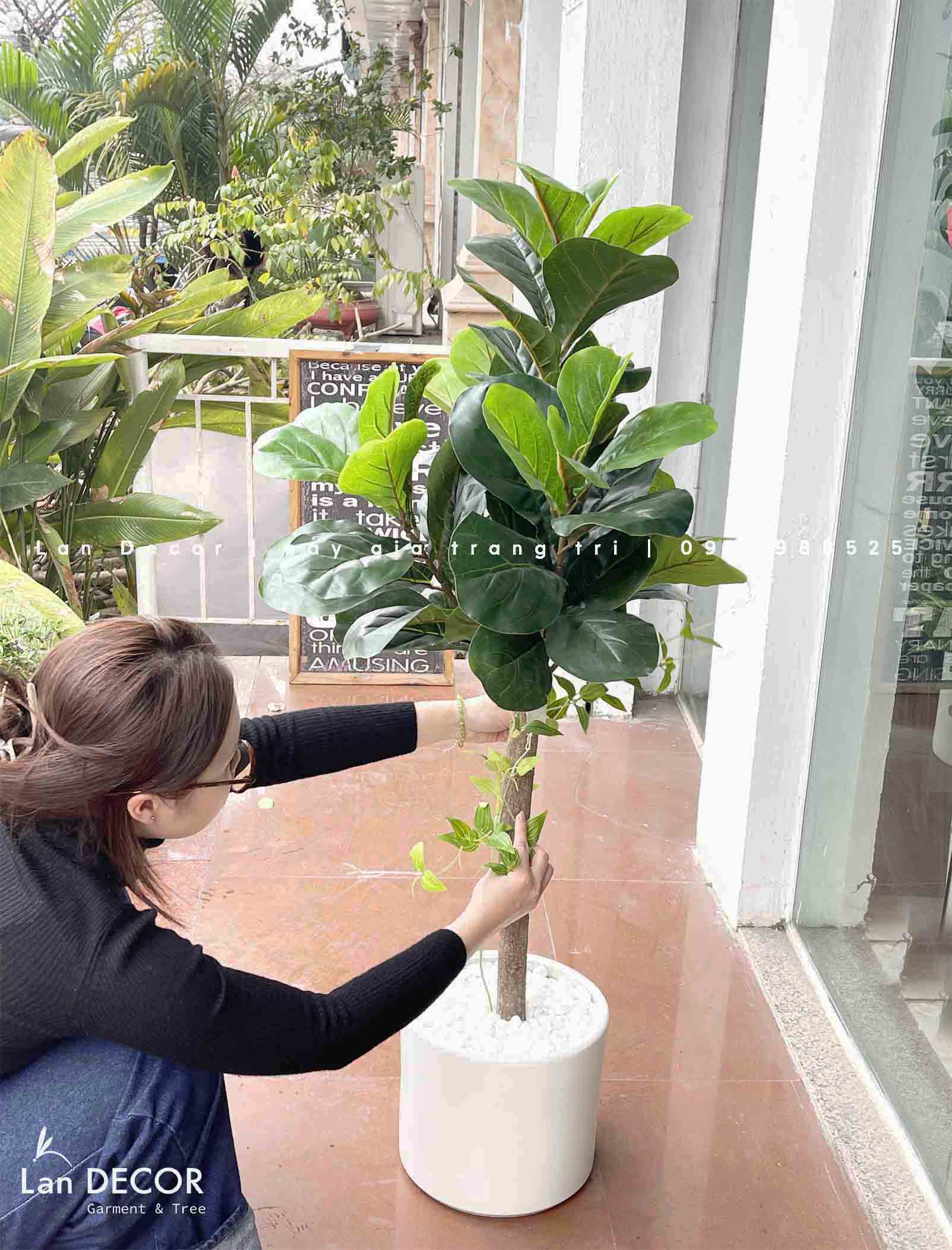 Cây bàng Singapore hiện đại trang trí nhà đẹp (120cm) - LC2771